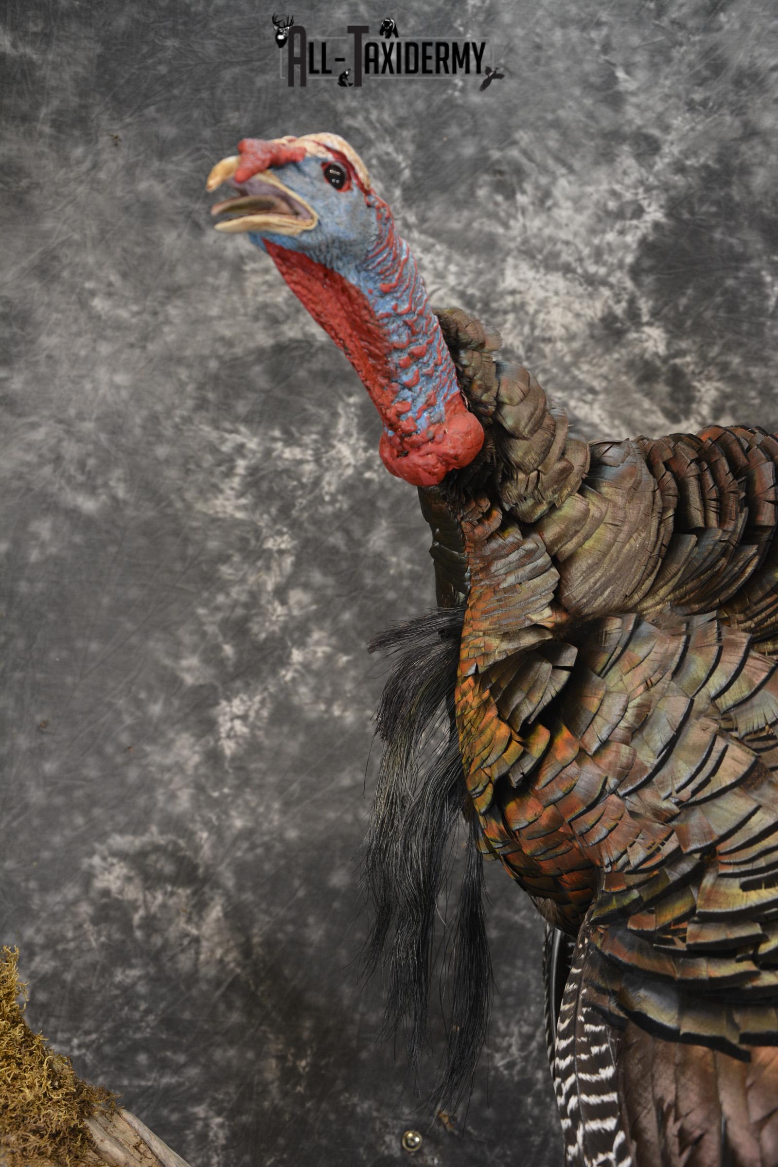Eastern turkey full body taxidermy mount for sale * SKU 2079 - Image 5