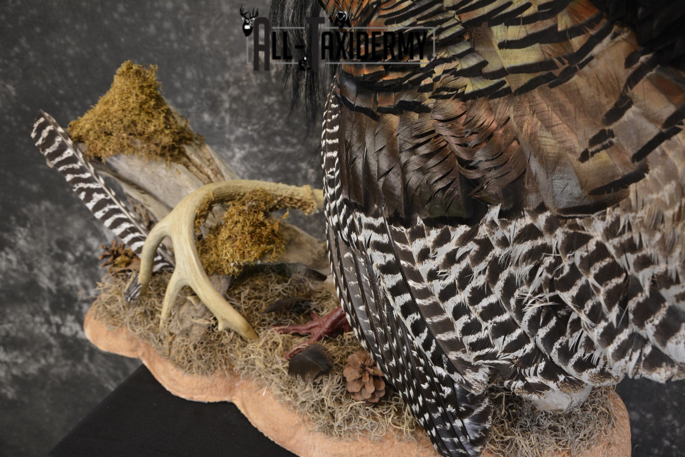 Eastern turkey full body taxidermy mount for sale * SKU 2079 - Image 4