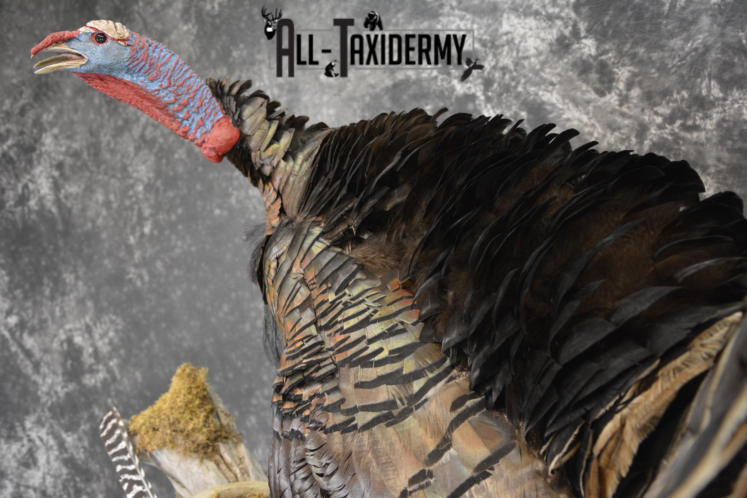 Eastern turkey full body taxidermy mount for sale * SKU 2079 - Image 3