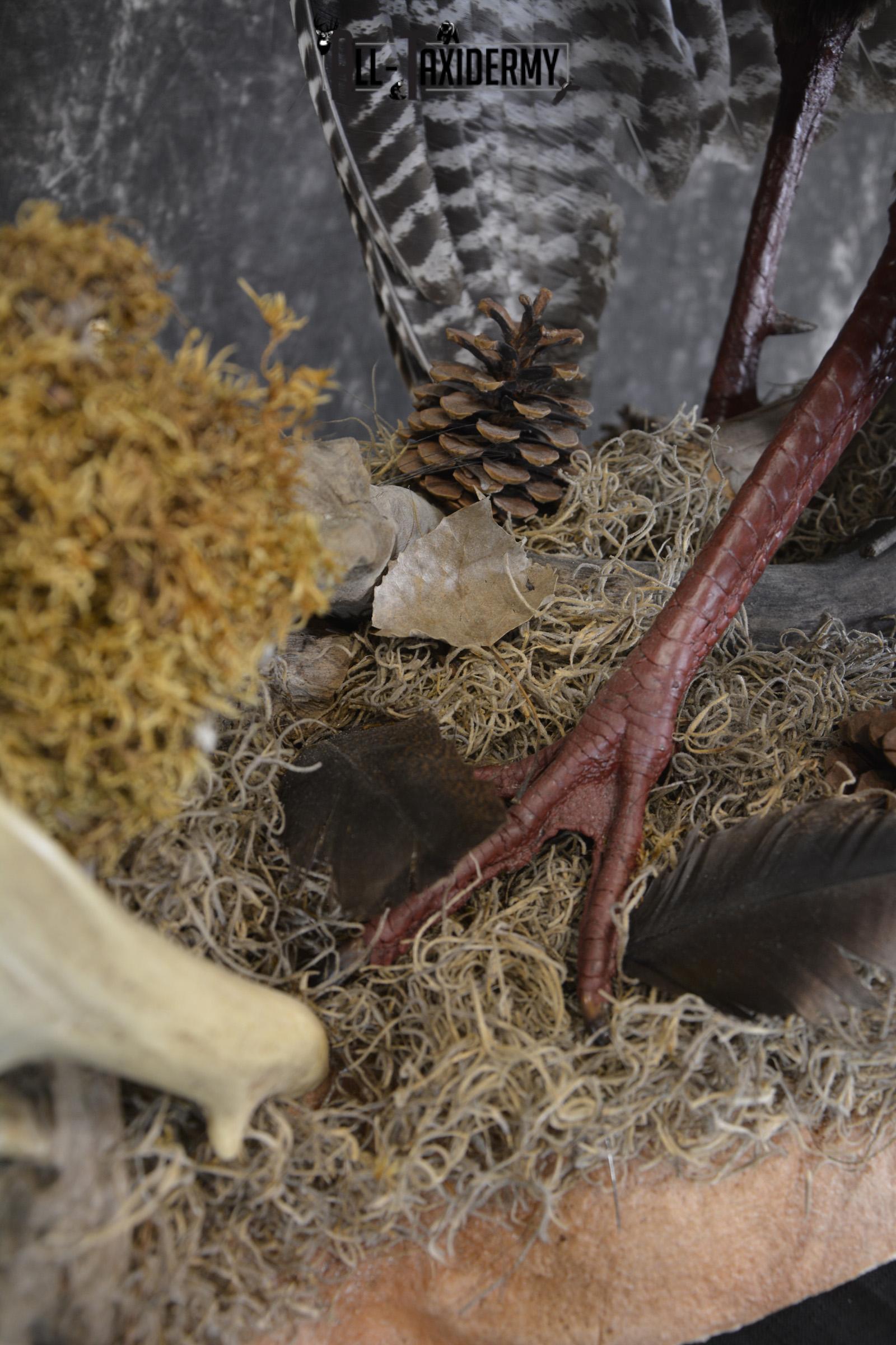Eastern turkey full body taxidermy mount for sale * SKU 2079 - Image 2