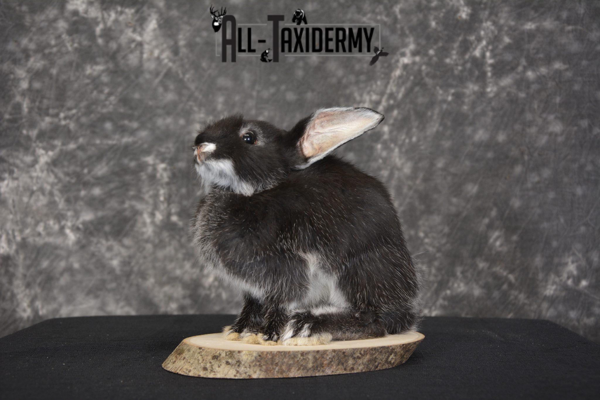Volcano Rabbit Taxidermied Volcano Rabbit Rabbit Taxidermy Mounts - All Taxidermy