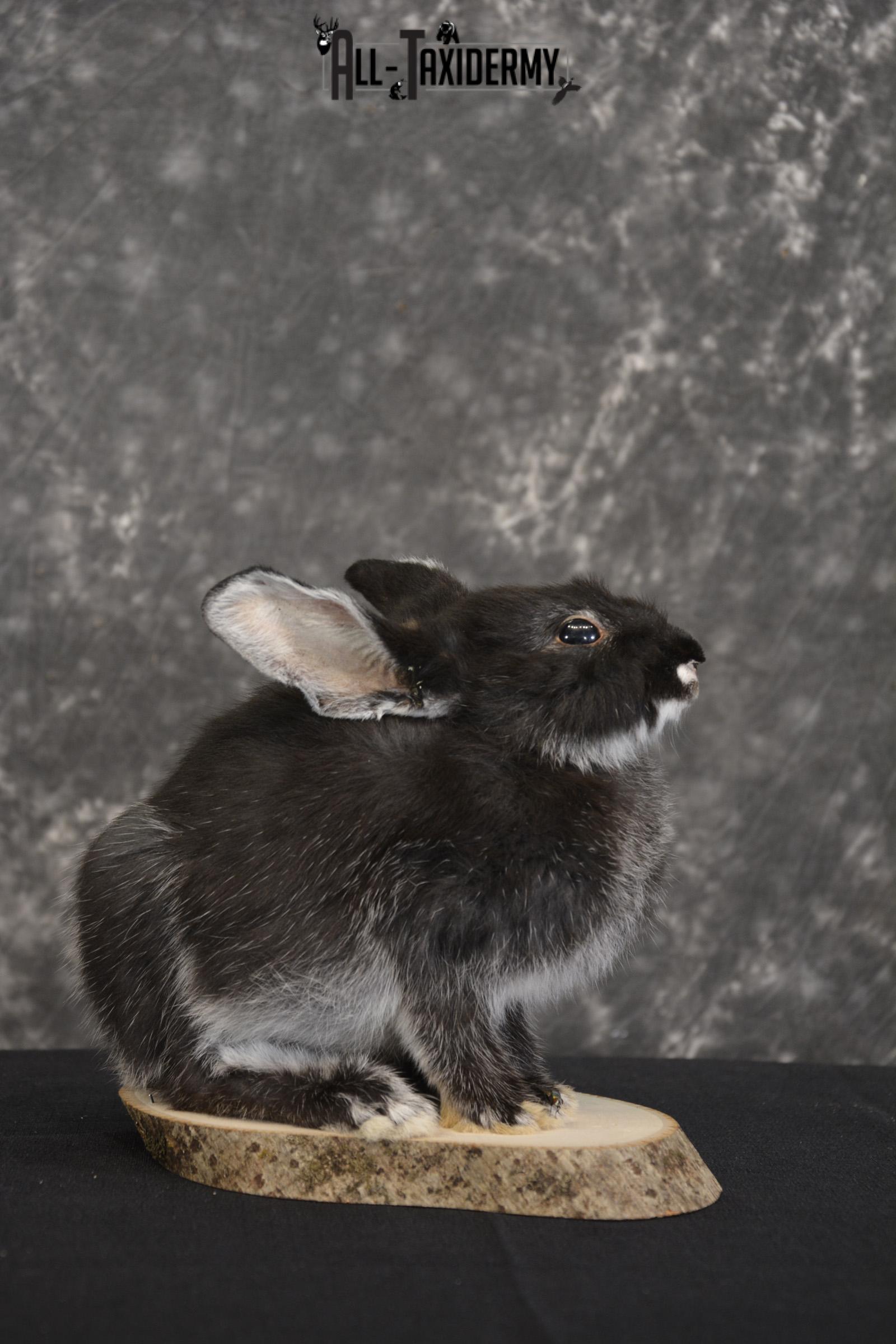 Full body black rabbit taxidermy mount for sale * SKU 2078 - All Taxidermy