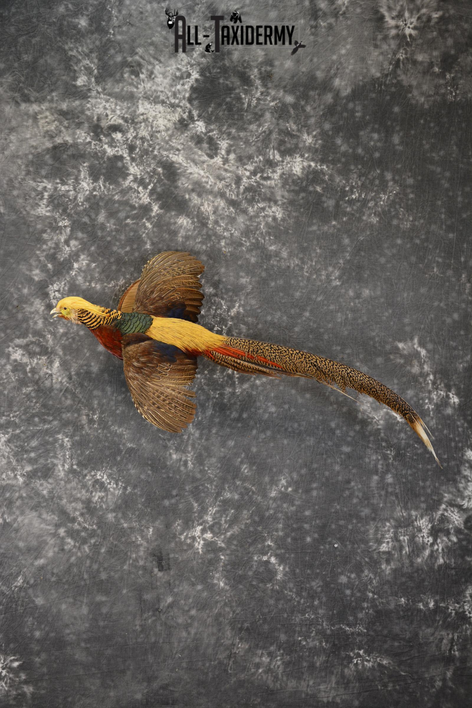 Golden Pheasant taxidermy mount for sale * SKU 2081