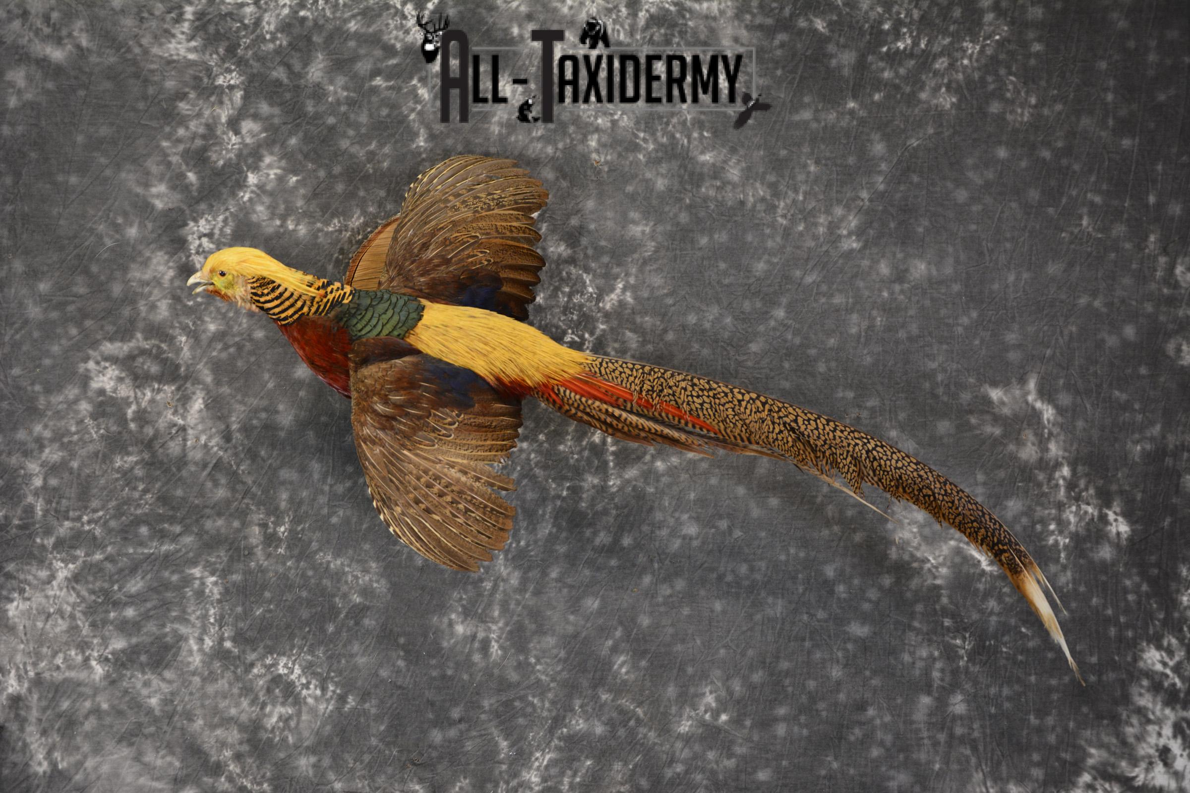 Golden Pheasant taxidermy mount for sale * SKU 2081 - Image 9