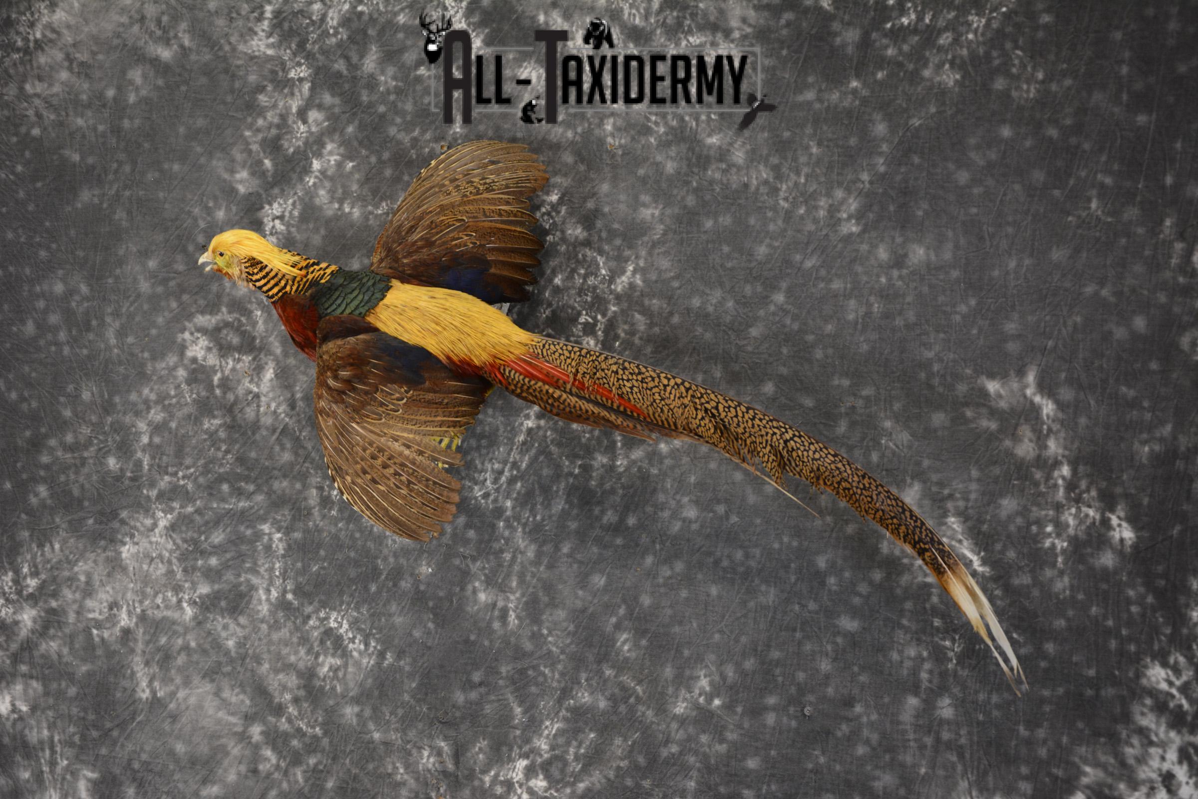 Golden Pheasant taxidermy mount for sale * SKU 2081 - Image 8