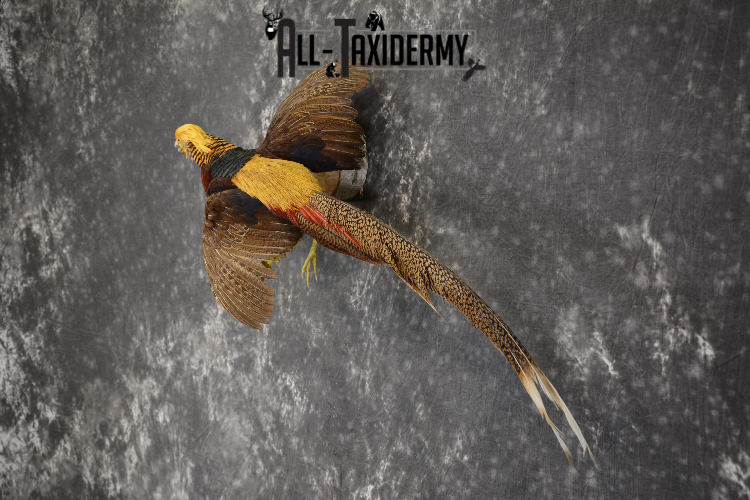 Golden Pheasant taxidermy mount for sale * SKU 2081 - Image 7
