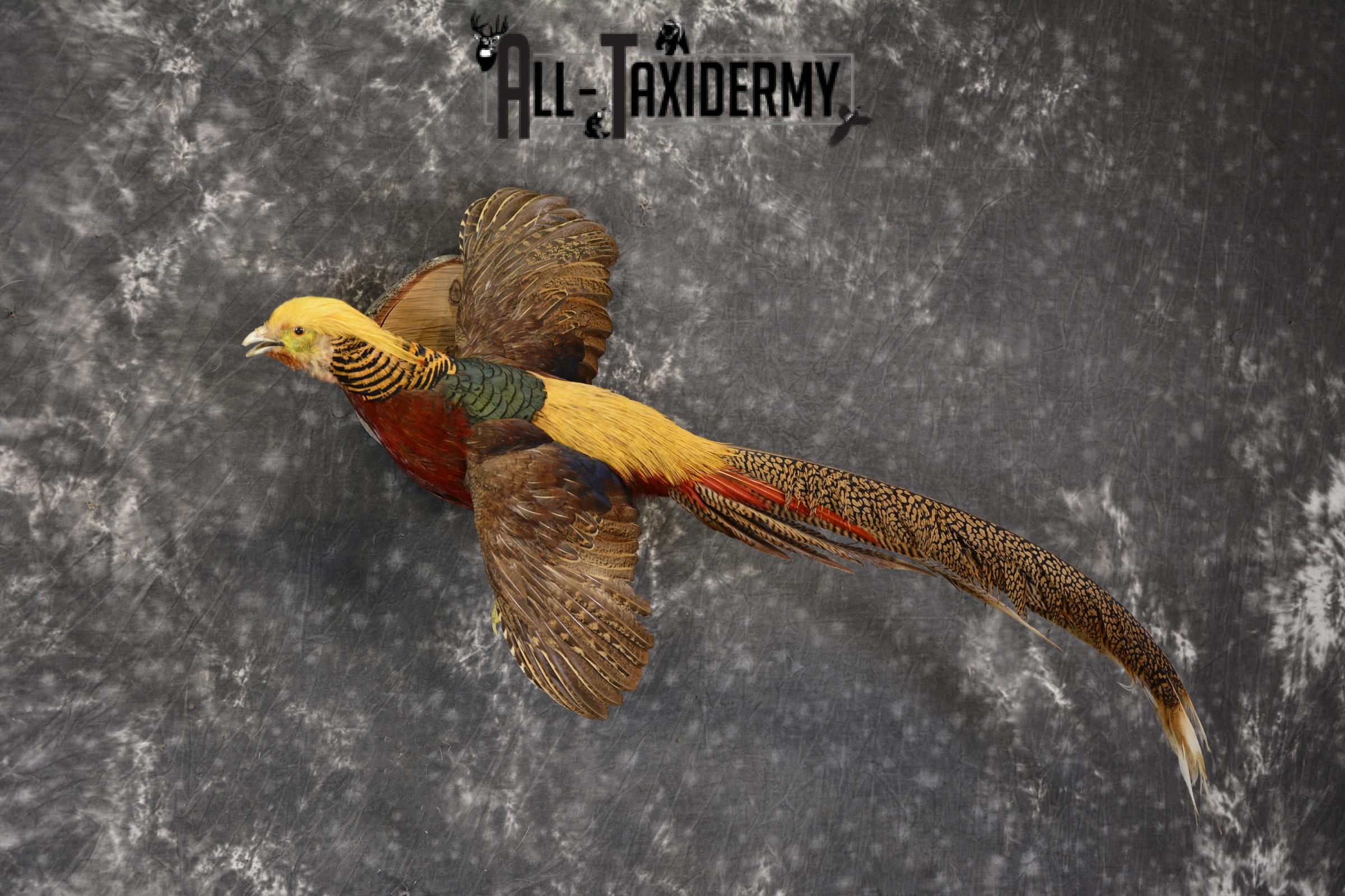 Golden Pheasant taxidermy mount for sale * SKU 2081 - Image 6