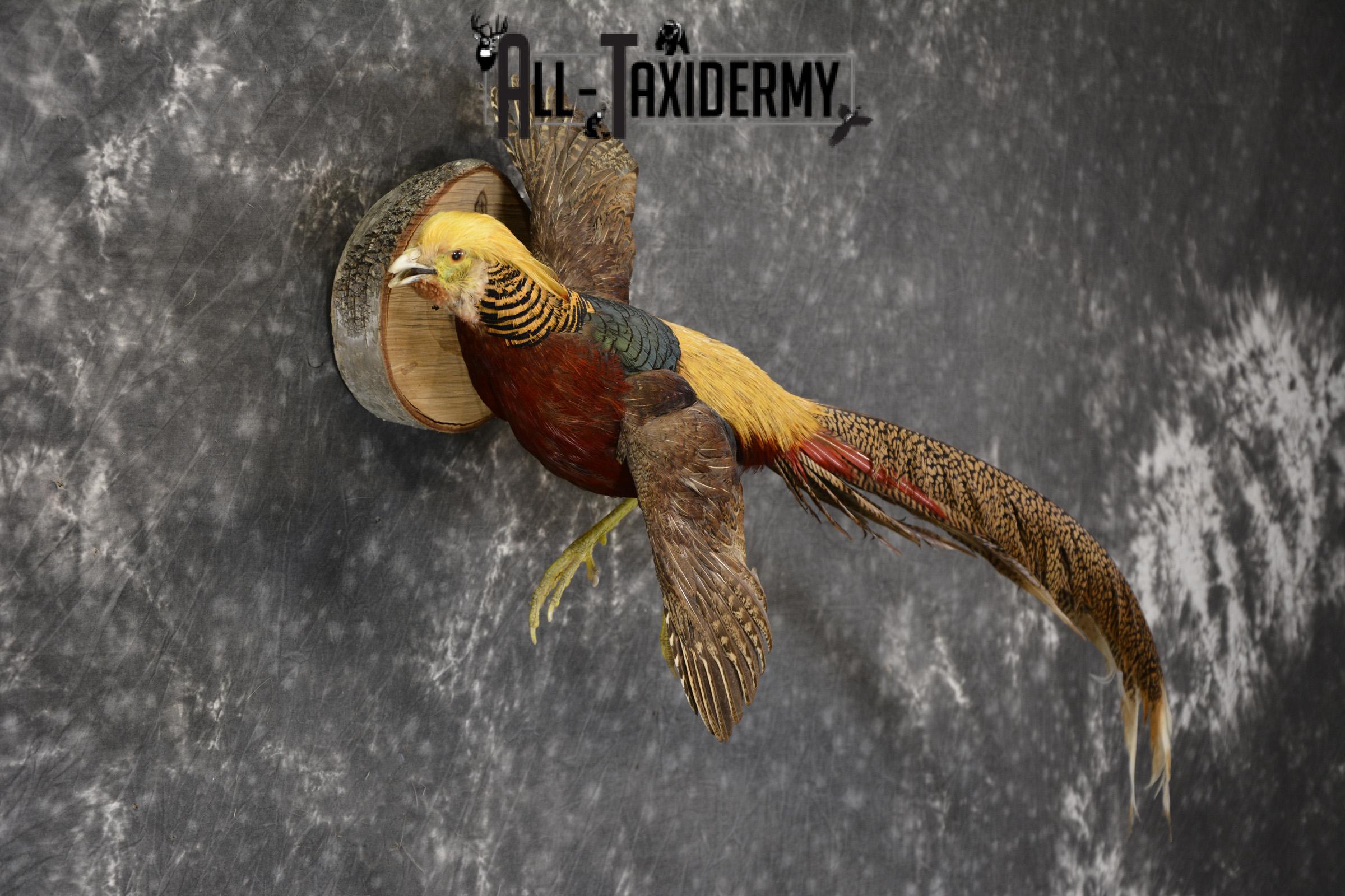 Golden Pheasant taxidermy mount for sale * SKU 2081 - Image 5