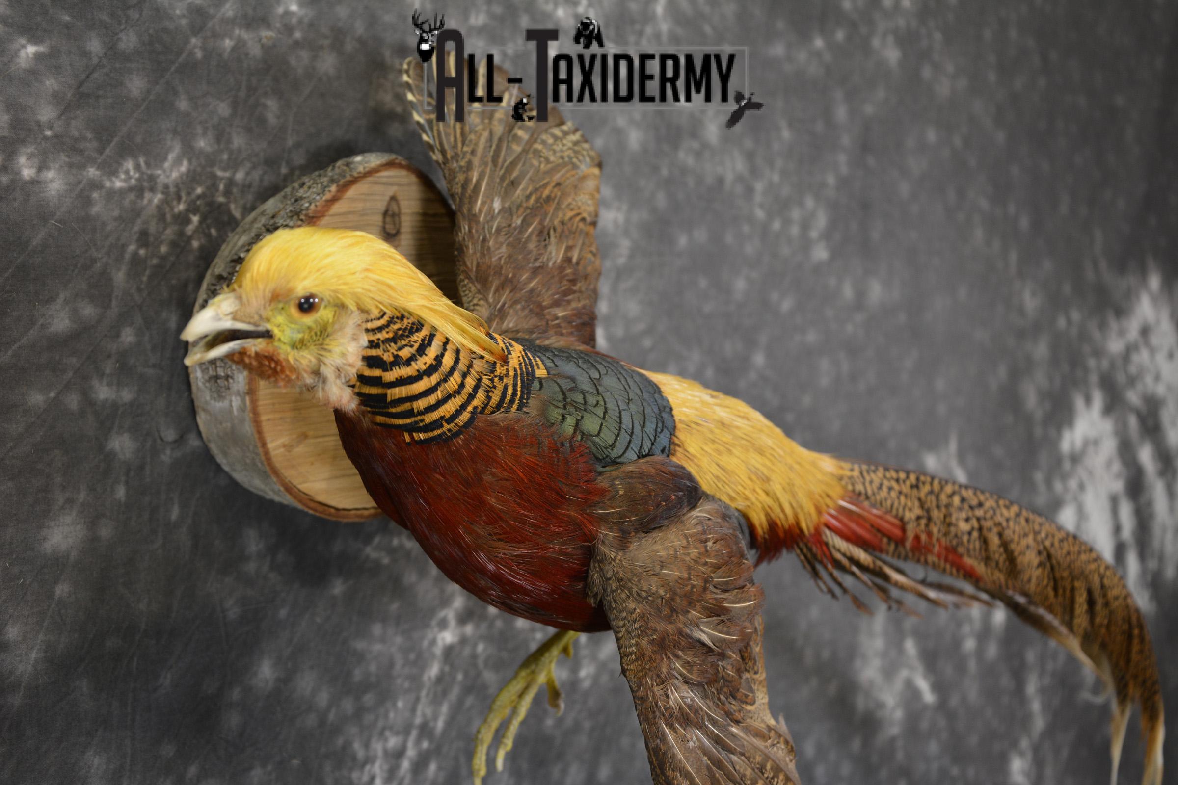 Golden Pheasant taxidermy mount for sale * SKU 2081 - Image 4