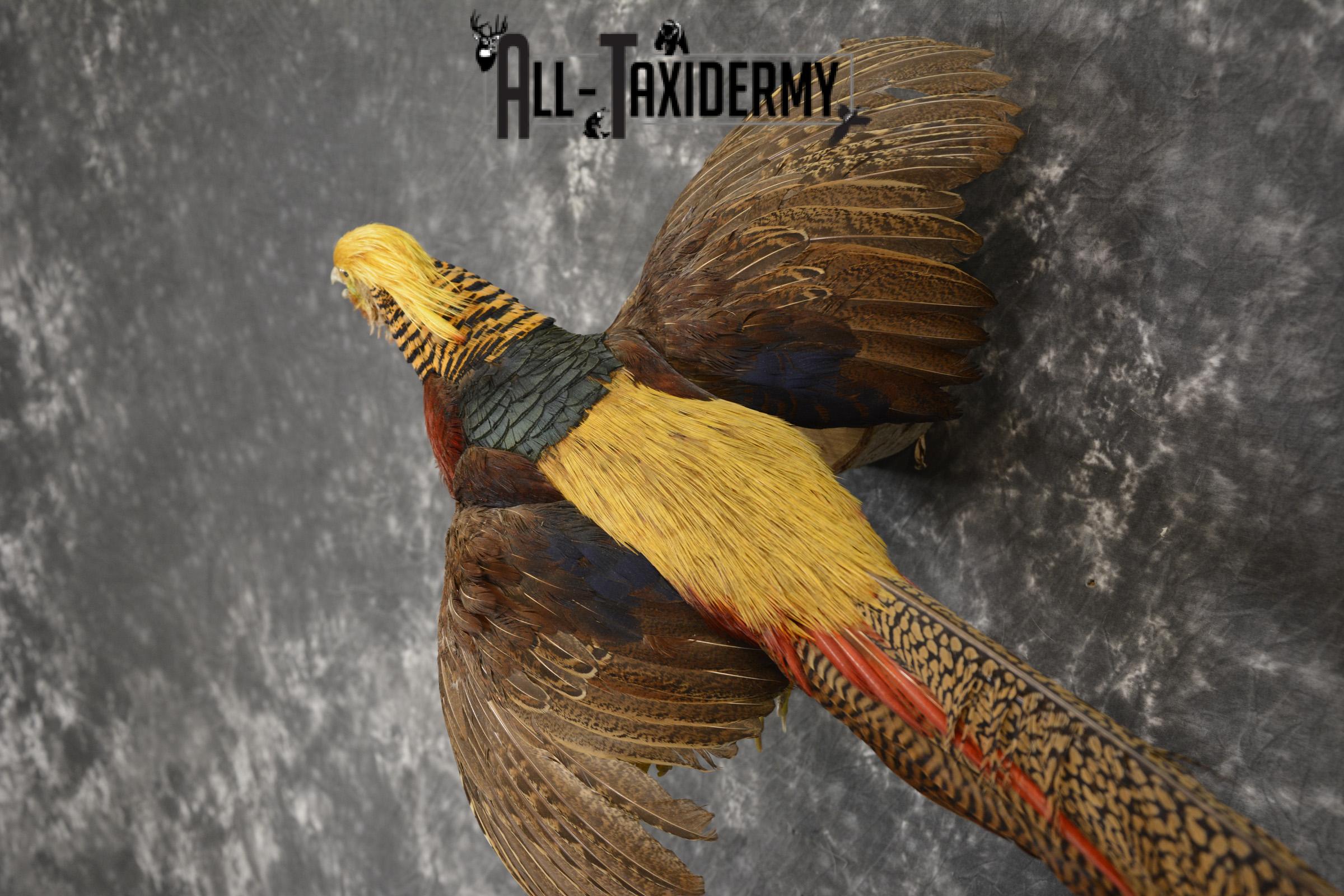 Golden Pheasant taxidermy mount for sale * SKU 2081 - Image 3
