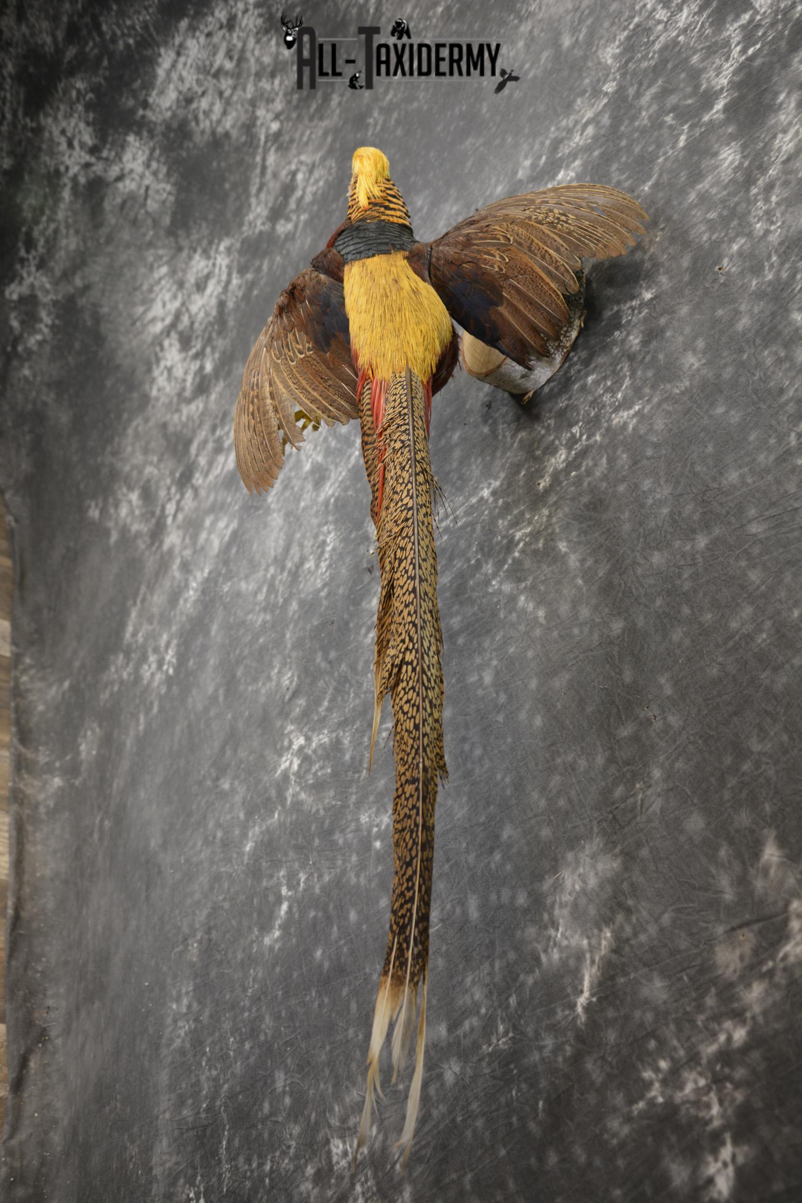 Golden Pheasant taxidermy mount for sale * SKU 2081 - Image 2