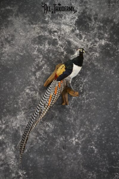 Lady Amherst pheasant taxidermy mount for sale * SKU 2080