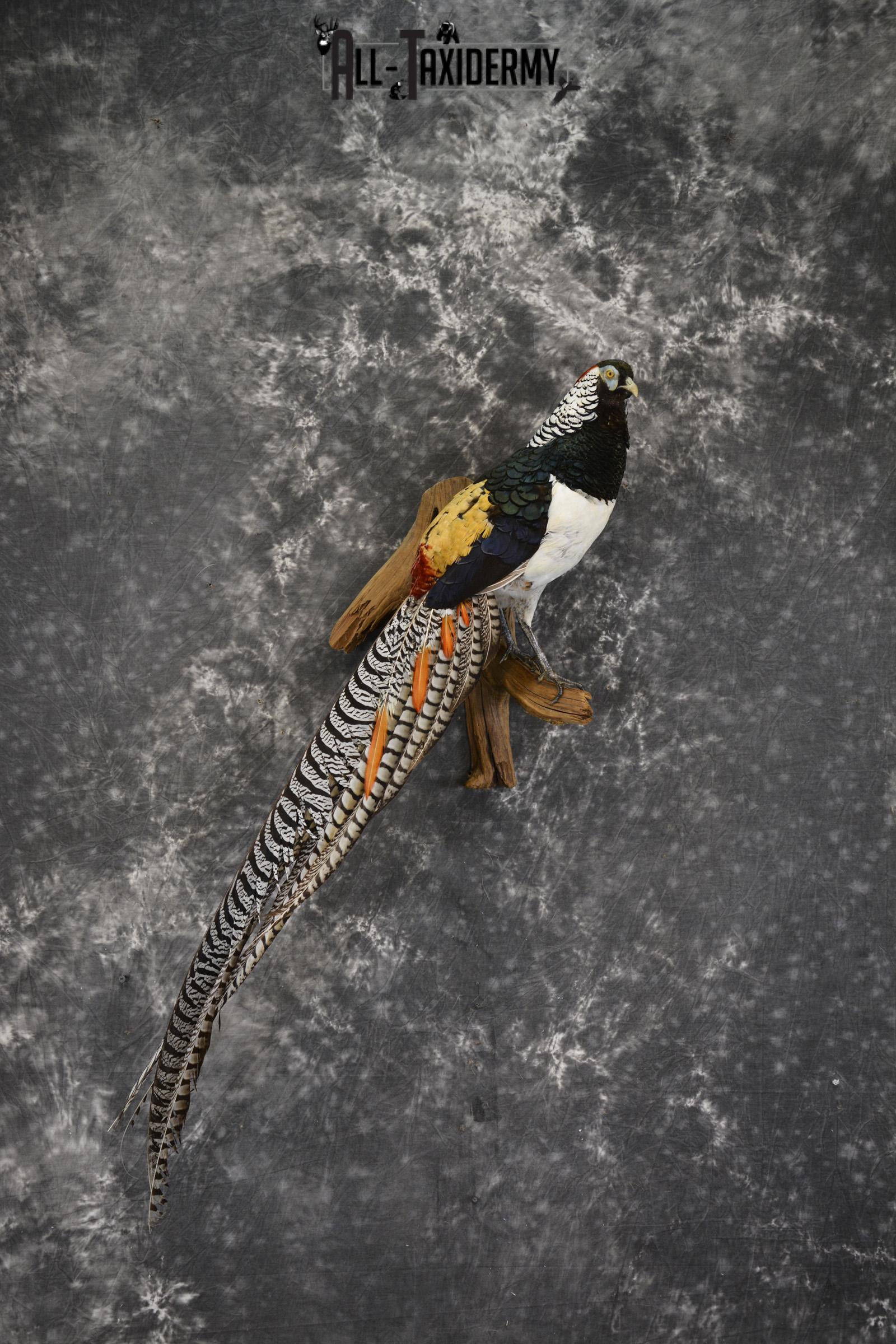 Lady Amherst pheasant taxidermy mount for sale * SKU 2080