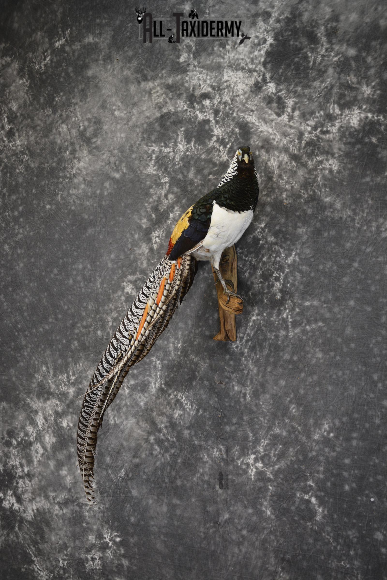 Lady Amherst pheasant taxidermy mount for sale * SKU 2080 - Image 8