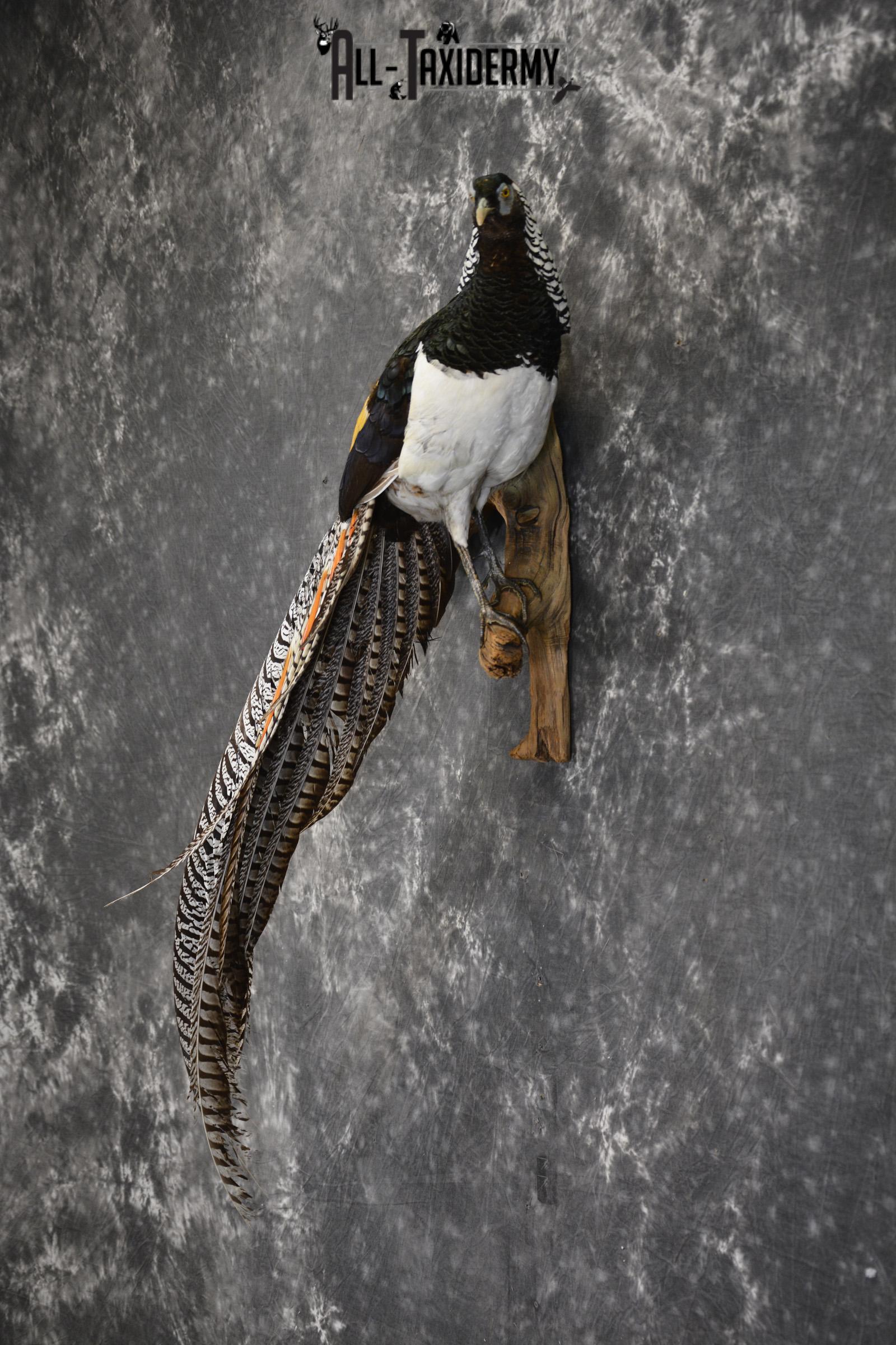 Lady Amherst pheasant taxidermy mount for sale * SKU 2080 - Image 7