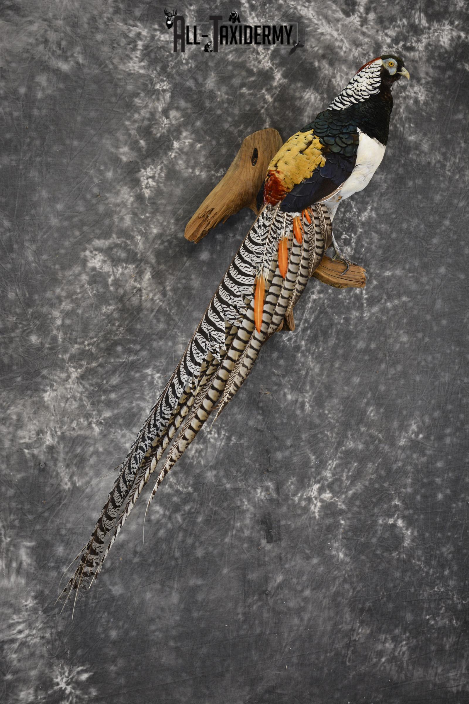 Lady Amherst pheasant taxidermy mount for sale * SKU 2080 - Image 6