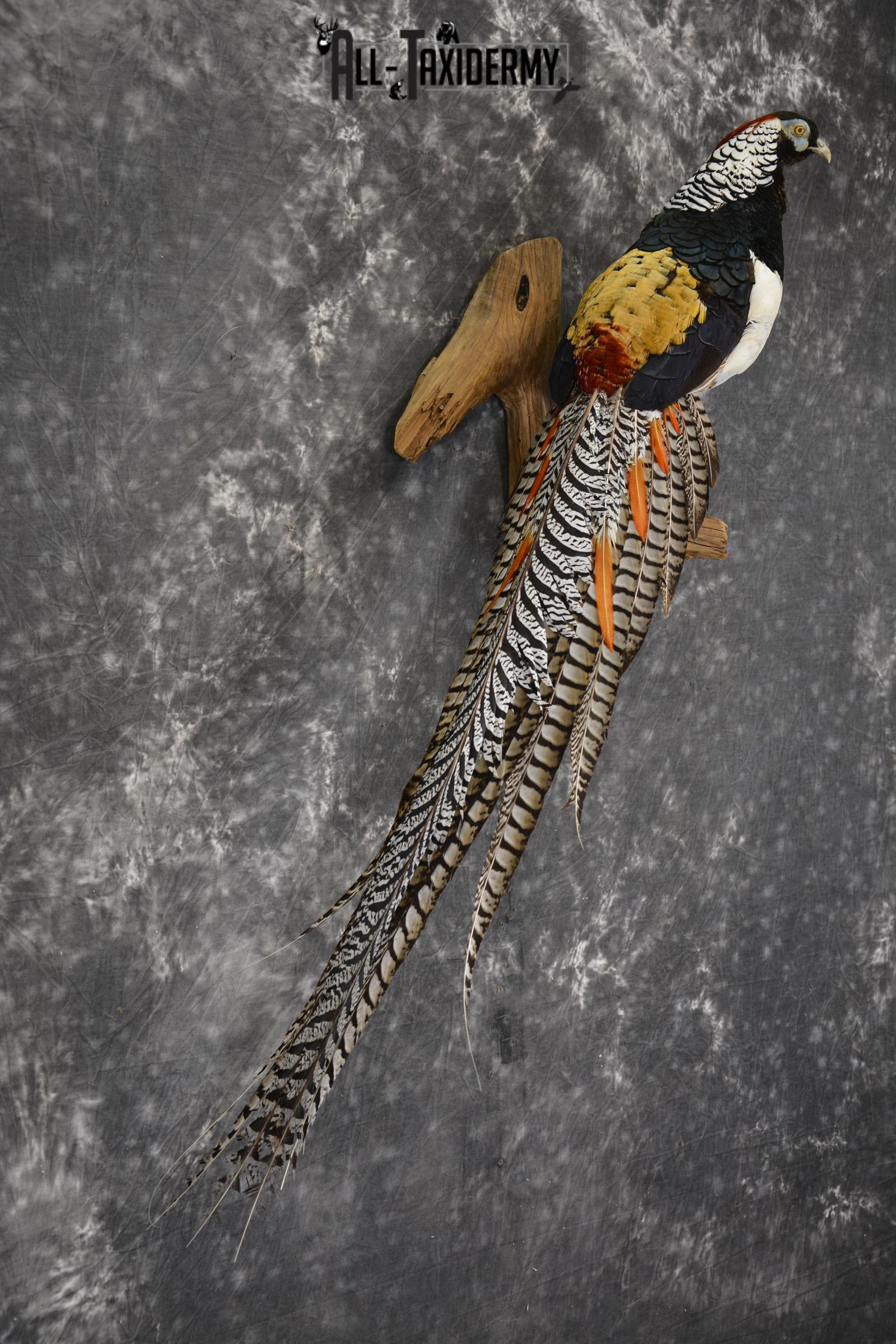 Lady Amherst pheasant taxidermy mount for sale * SKU 2080 - Image 5