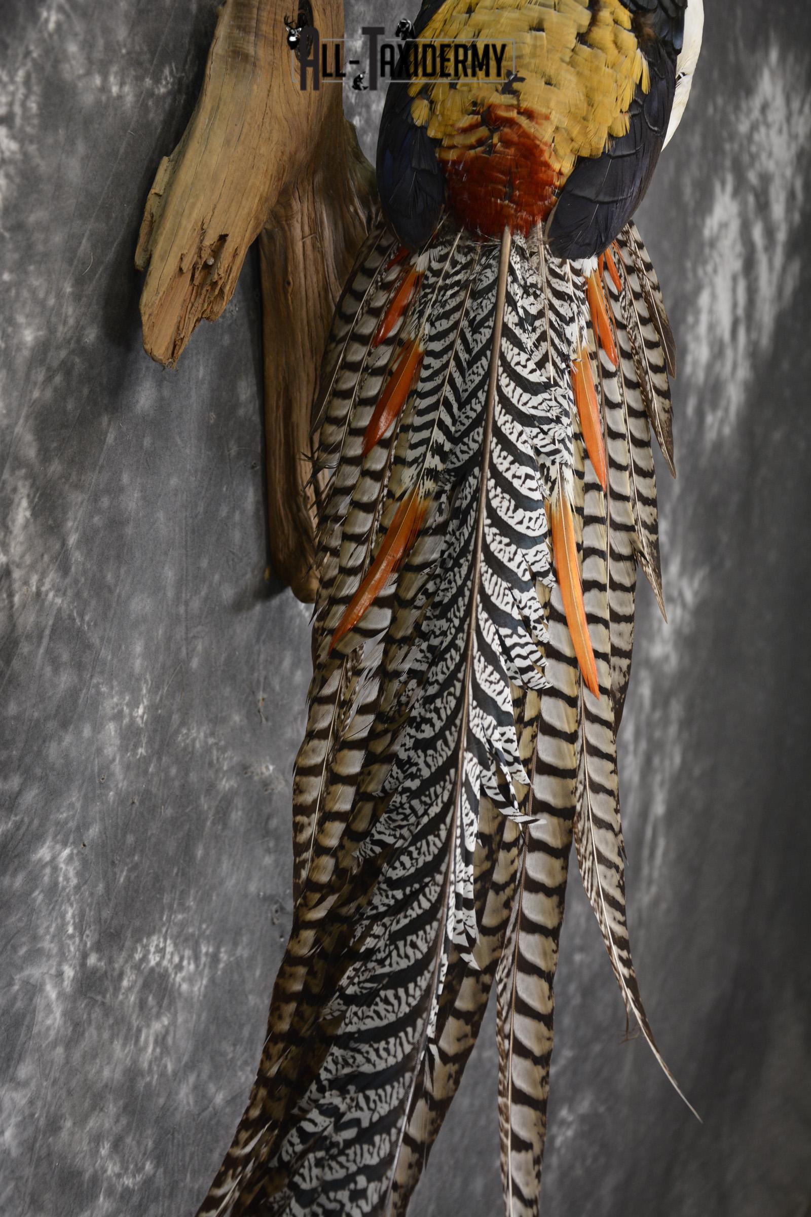 Lady Amherst pheasant taxidermy mount for sale * SKU 2080 - Image 4