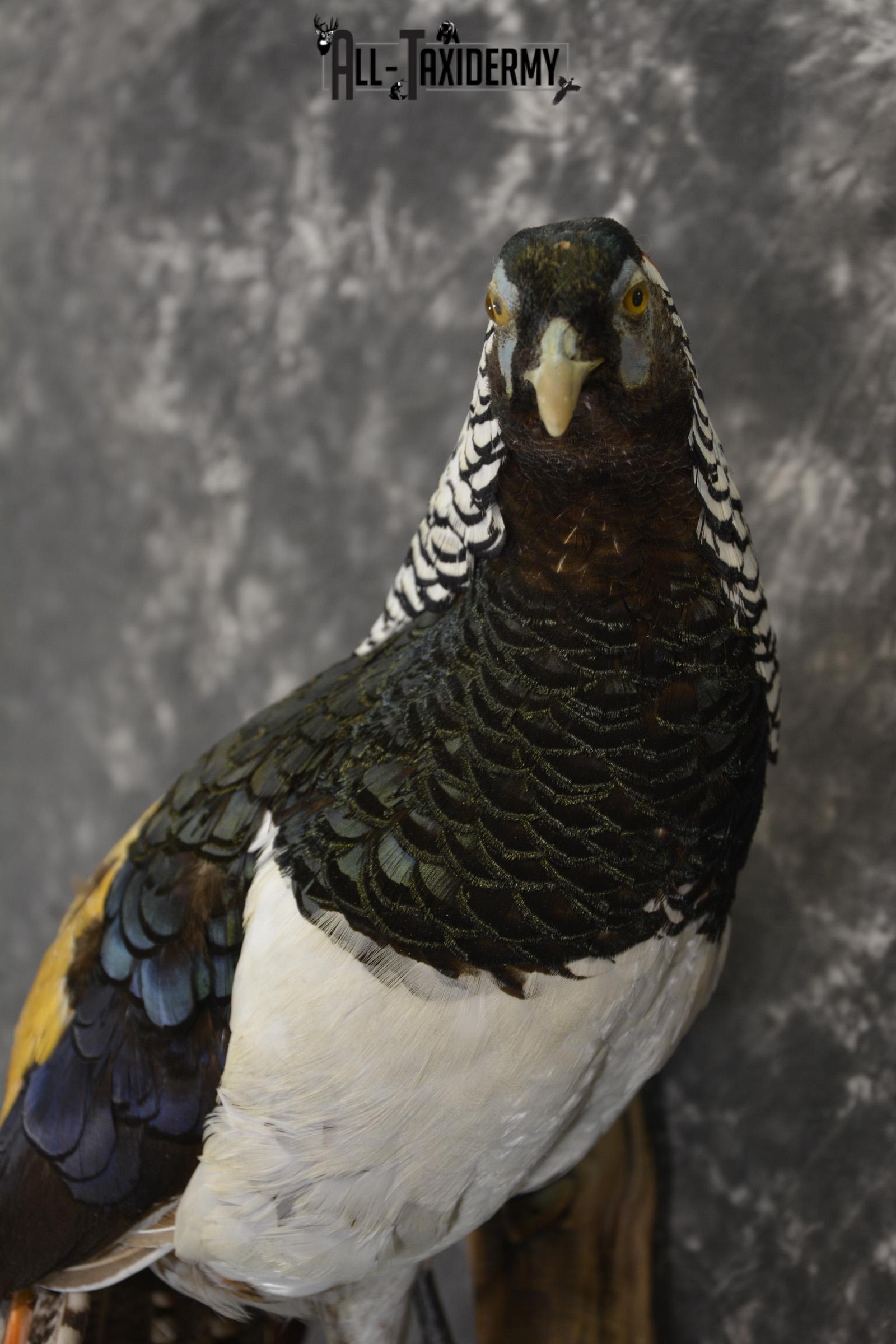 Lady Amherst pheasant taxidermy mount for sale * SKU 2080 - Image 3