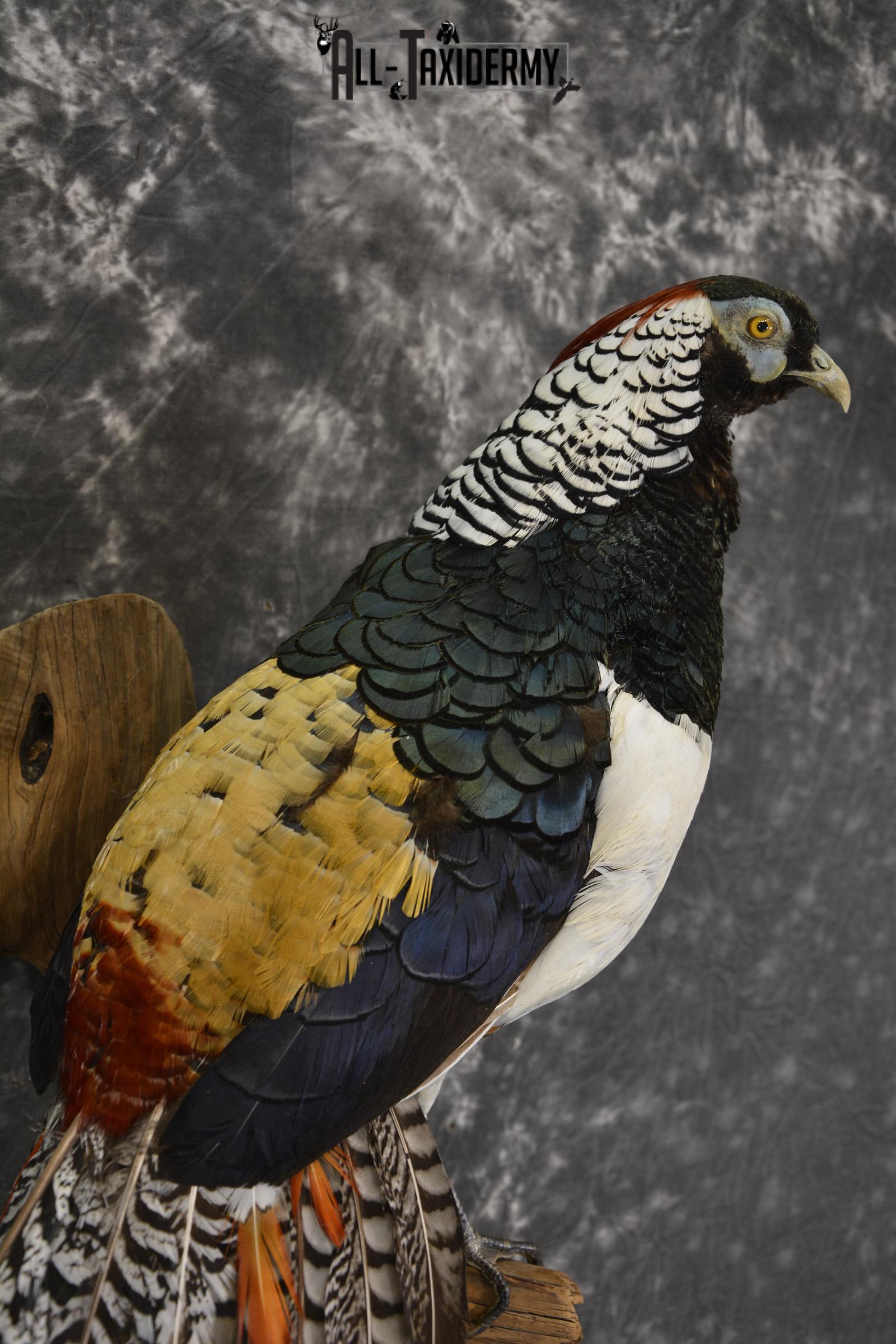 Lady Amherst pheasant taxidermy mount for sale * SKU 2080 - Image 2