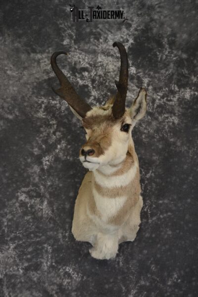 Pronghorn antelope taxidermy shoulder mount for sale * SKU 2084