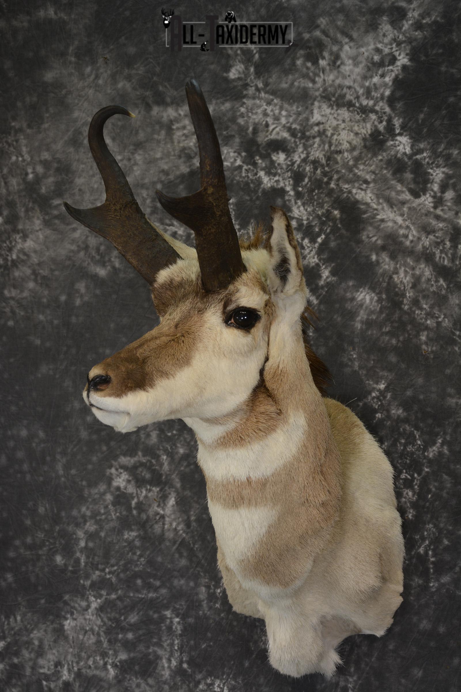 Pronghorn antelope taxidermy shoulder mount for sale * SKU 2084 - Image 5