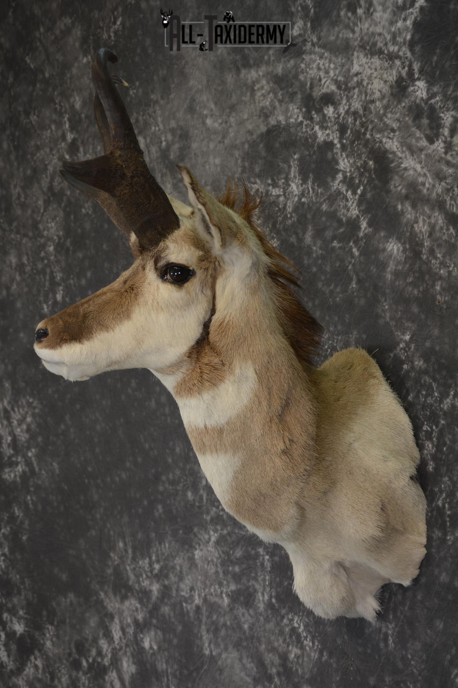 Pronghorn antelope taxidermy shoulder mount for sale * SKU 2084 - Image 4