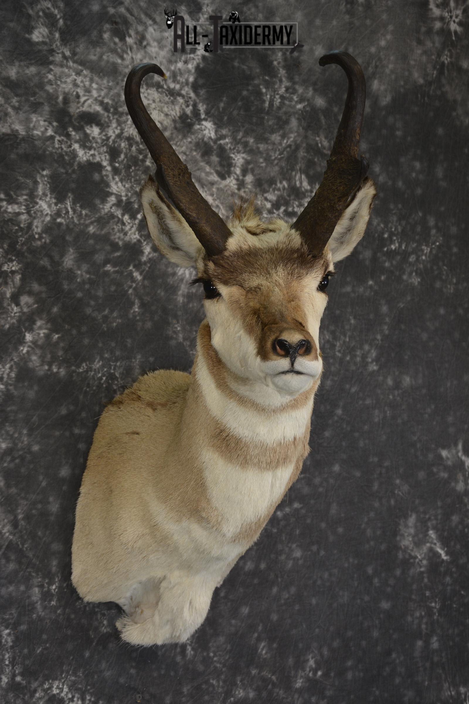 Pronghorn antelope taxidermy shoulder mount for sale * SKU 2084 - Image 3