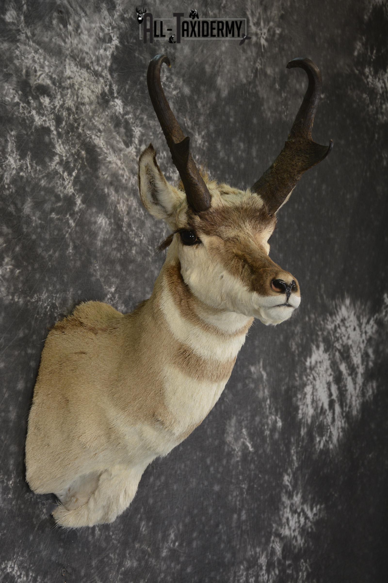 Pronghorn antelope taxidermy shoulder mount for sale * SKU 2084 - Image 2