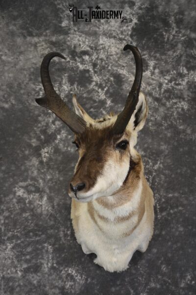 Pronghorn Antelope taxidermy shoulder mount for sale * SKU 2083