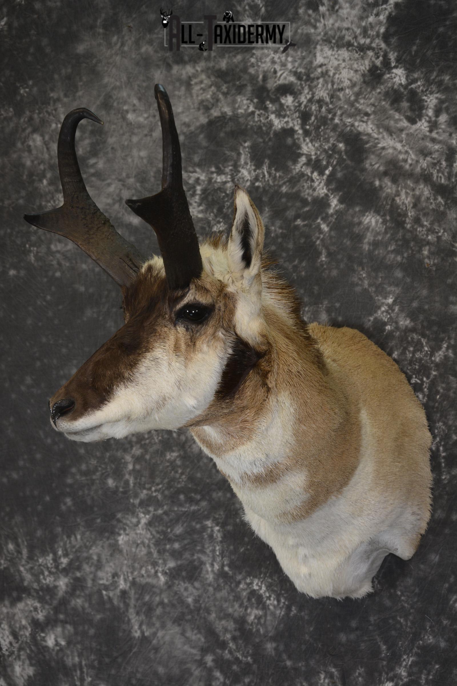 Pronghorn Antelope taxidermy shoulder mount for sale * SKU 2083 - Image 8