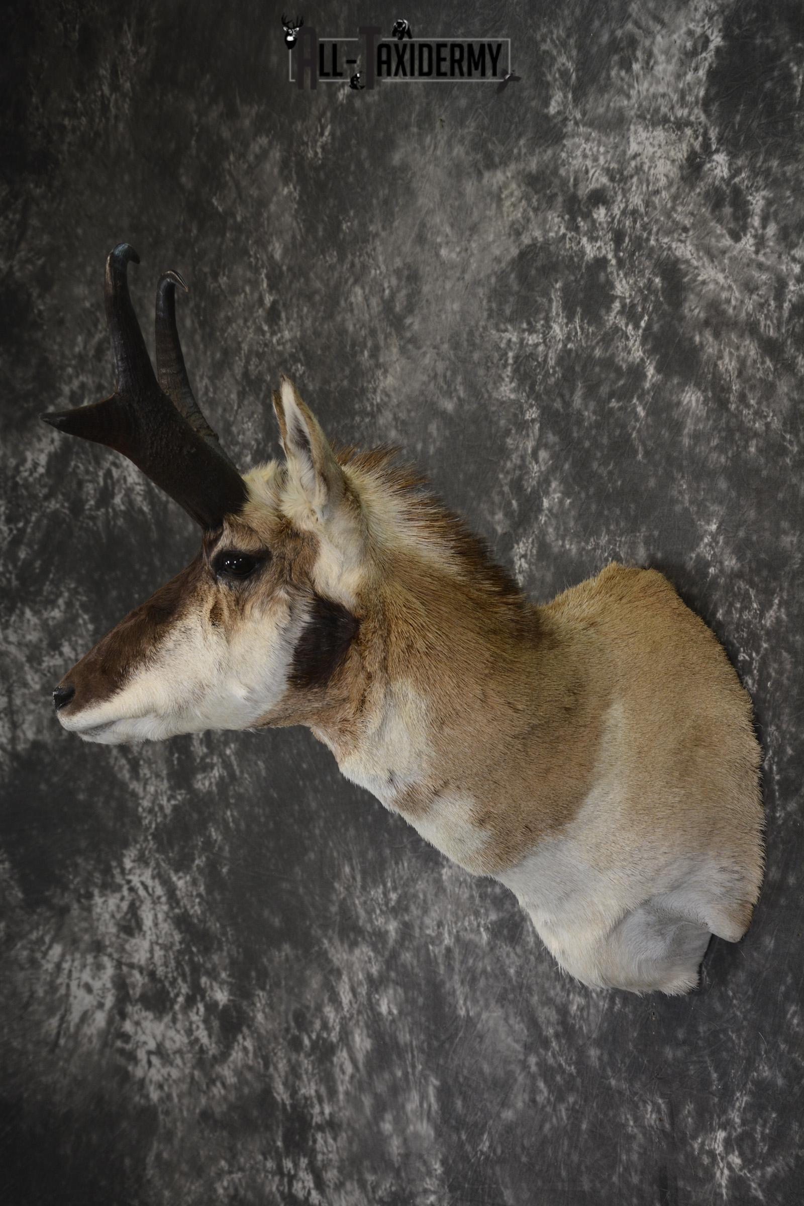 Pronghorn Antelope taxidermy shoulder mount for sale * SKU 2083 - Image 7