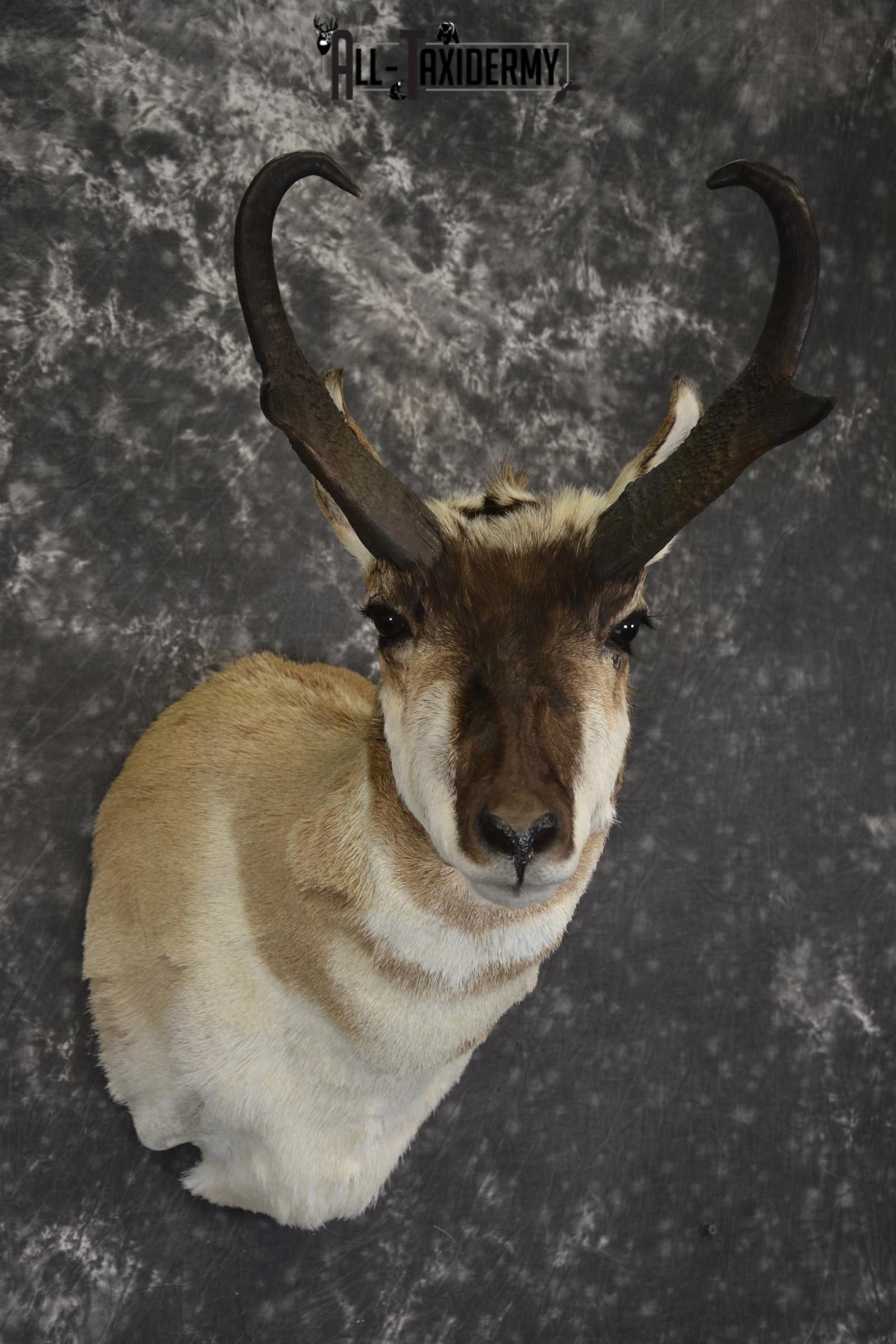 Pronghorn Antelope taxidermy shoulder mount for sale * SKU 2083 - Image 6