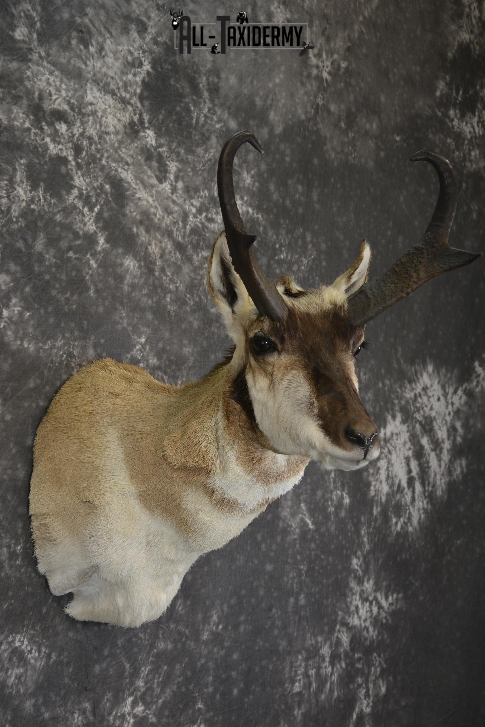 Pronghorn Antelope taxidermy shoulder mount for sale * SKU 2083 - Image 5