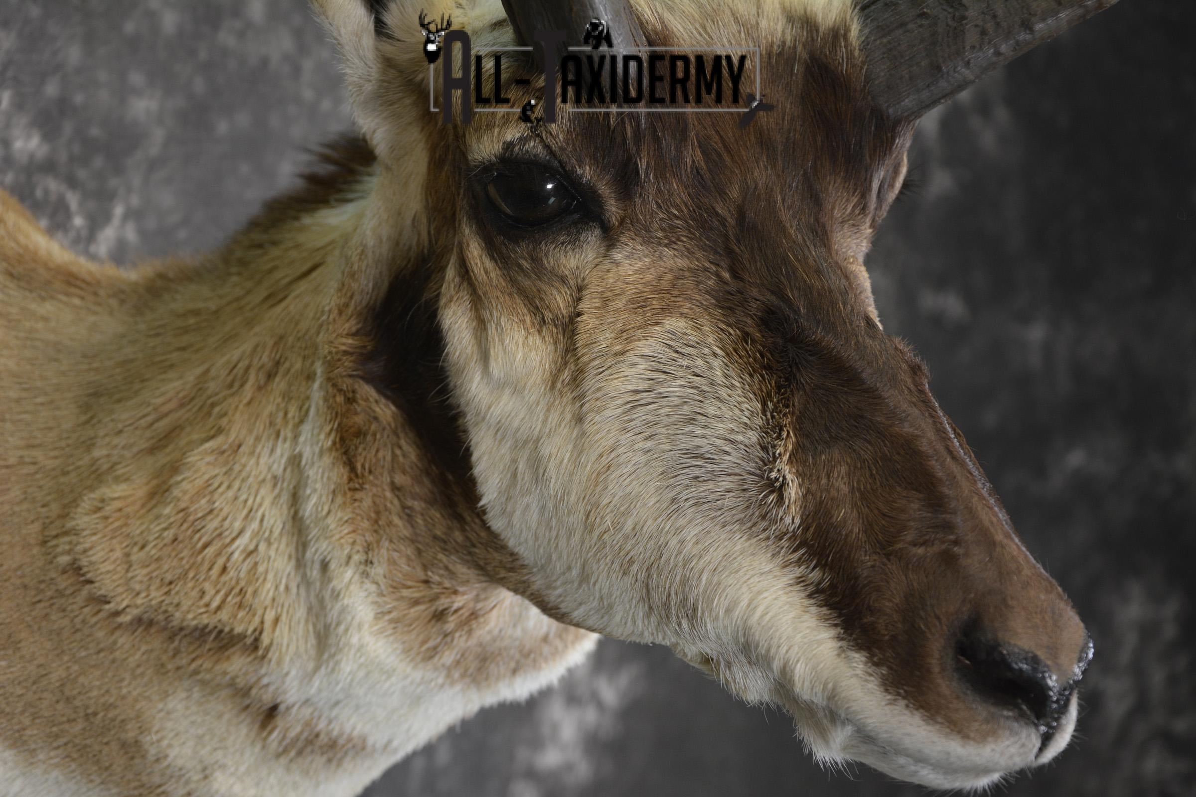 Pronghorn Antelope taxidermy shoulder mount for sale * SKU 2083 - Image 4