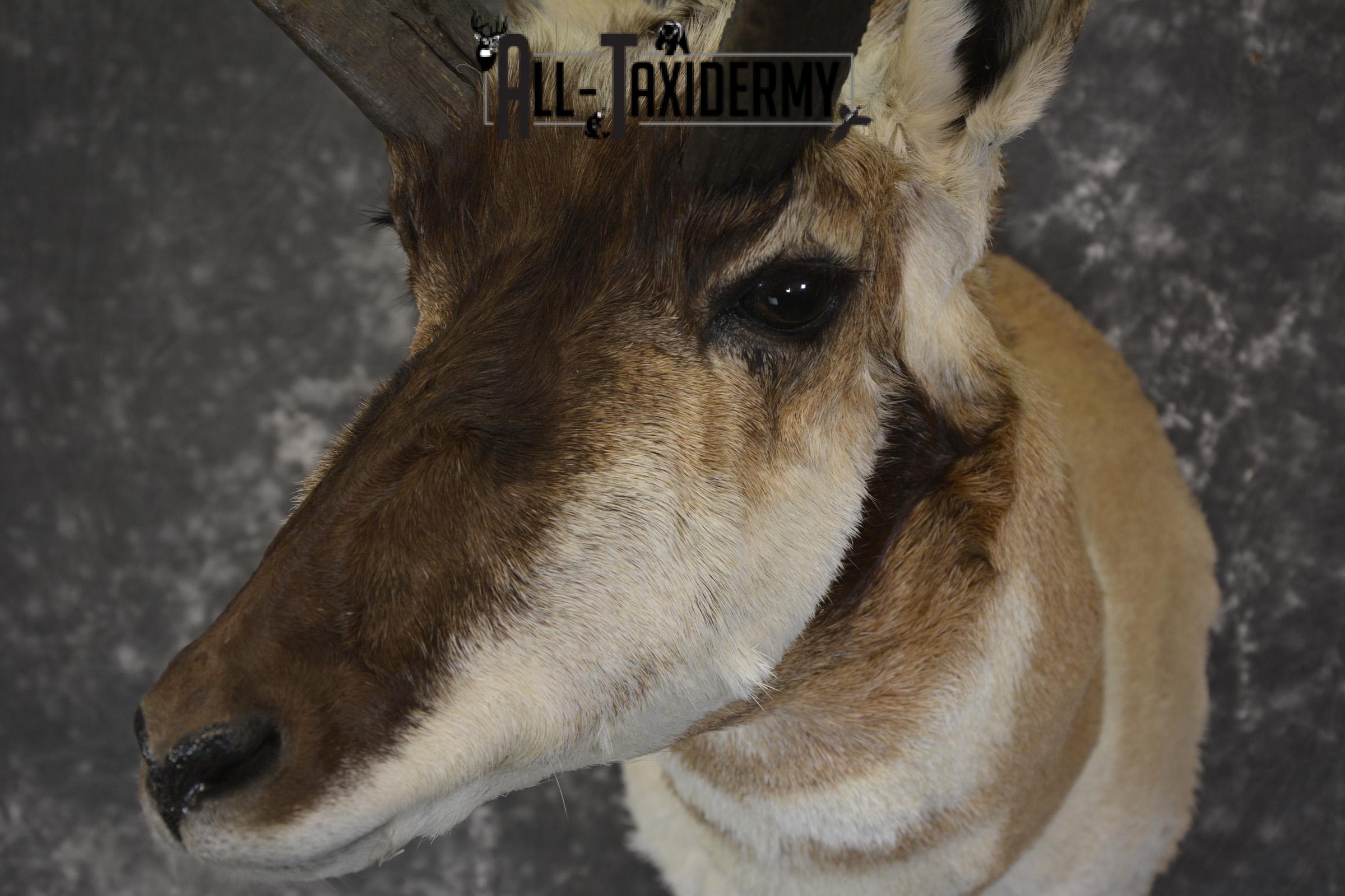 Pronghorn Antelope taxidermy shoulder mount for sale * SKU 2083 - Image 3