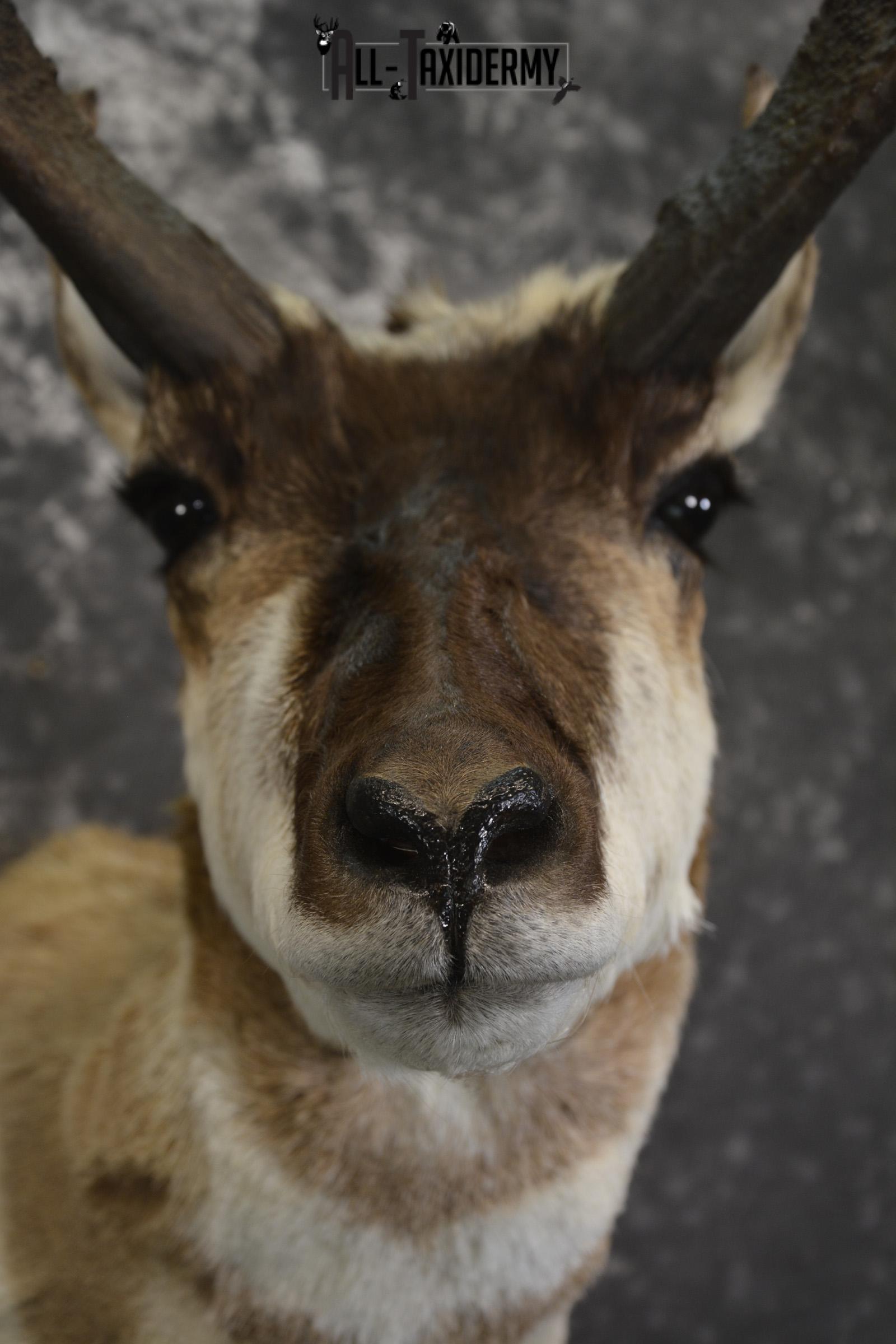 Pronghorn Antelope taxidermy shoulder mount for sale * SKU 2083 - Image 2