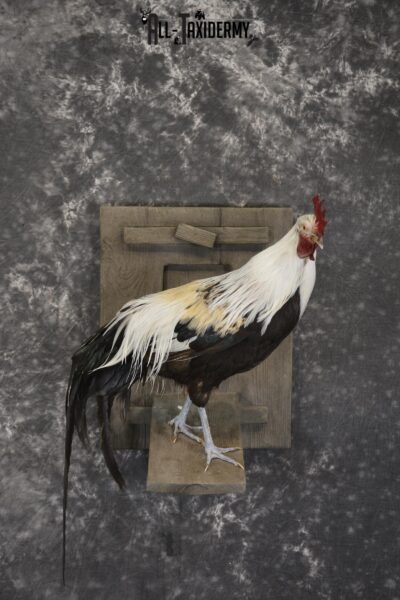 Silver phoenix rooster taxidermy mount for sale * SKU 2076