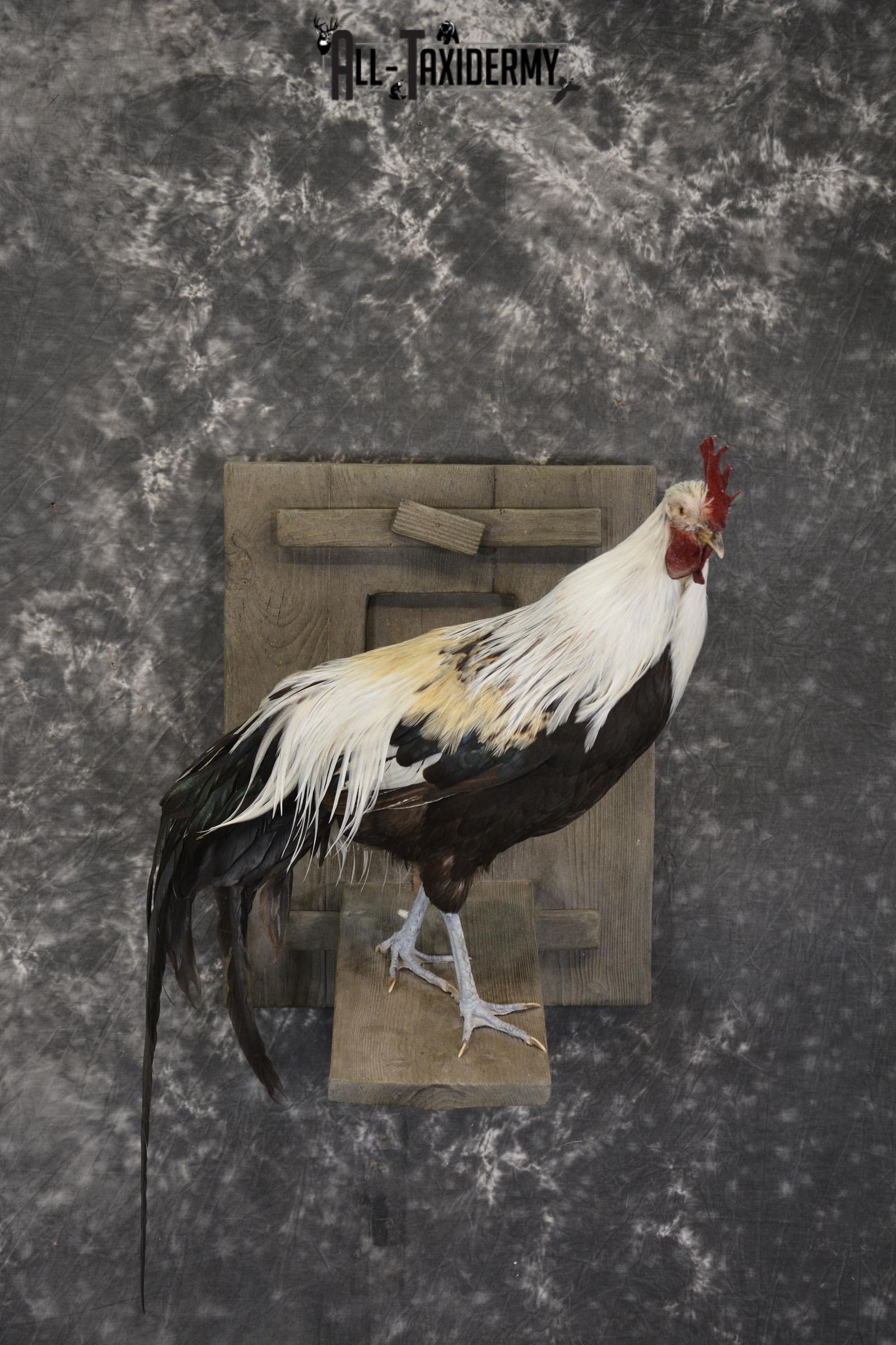 Silver phoenix rooster taxidermy mount for sale * SKU 2076