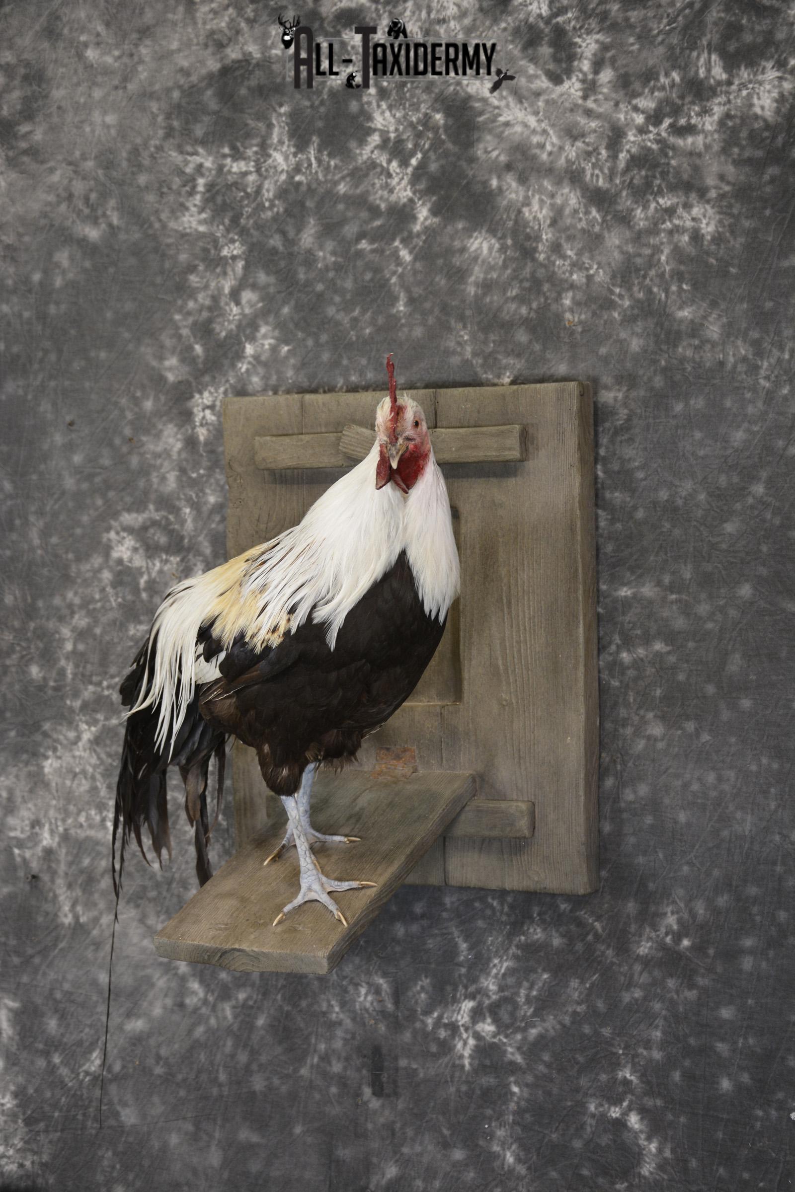 Silver phoenix rooster taxidermy mount for sale * SKU 2076 - Image 8