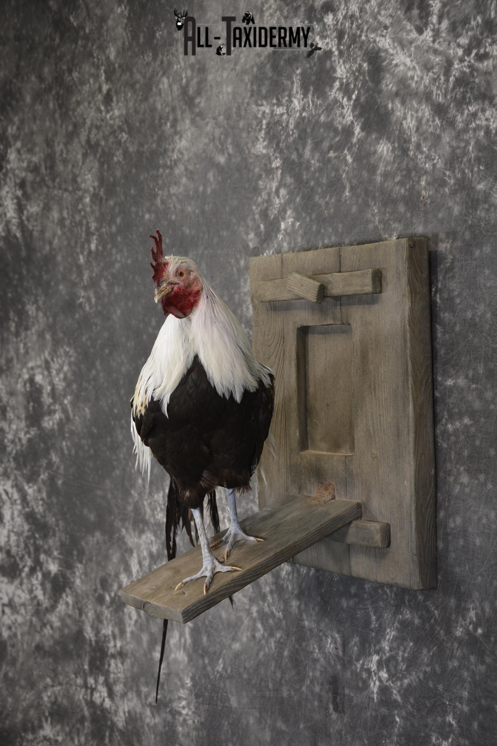 Silver phoenix rooster taxidermy mount for sale * SKU 2076 - Image 7