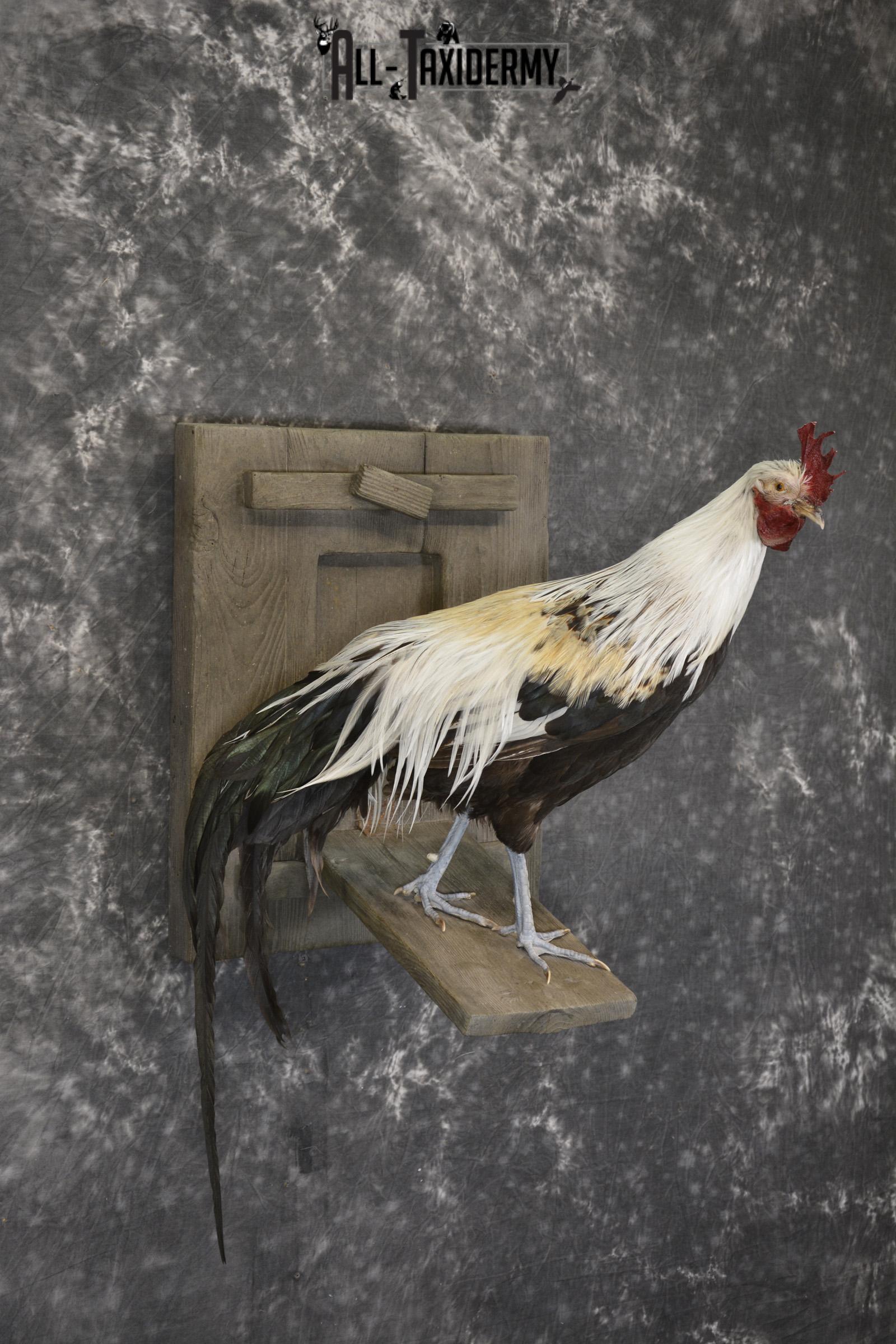 Silver phoenix rooster taxidermy mount for sale * SKU 2076 - Image 6