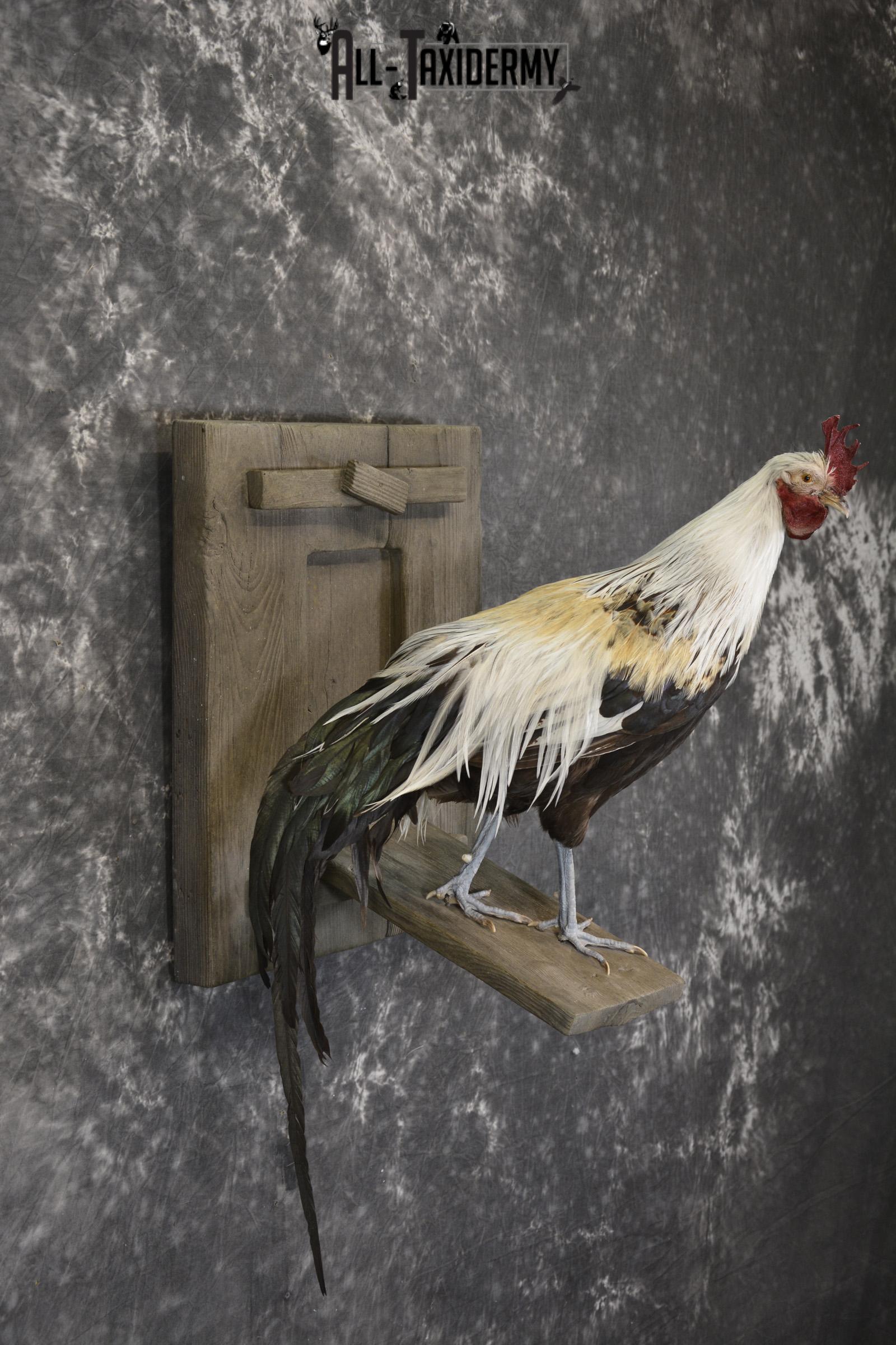 Silver phoenix rooster taxidermy mount for sale * SKU 2076 - Image 5