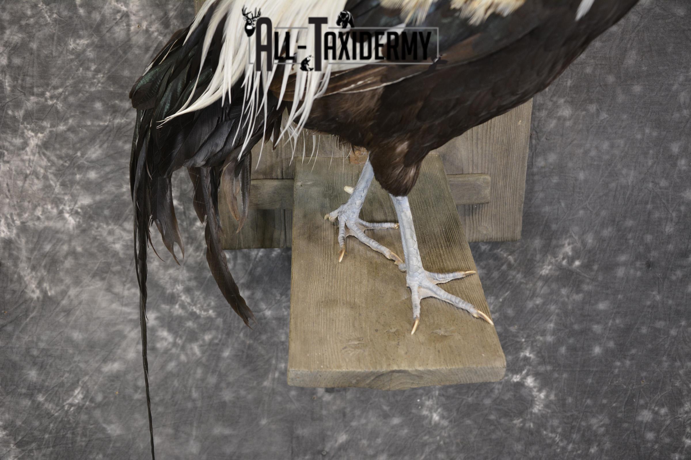 Silver phoenix rooster taxidermy mount for sale * SKU 2076 - Image 4