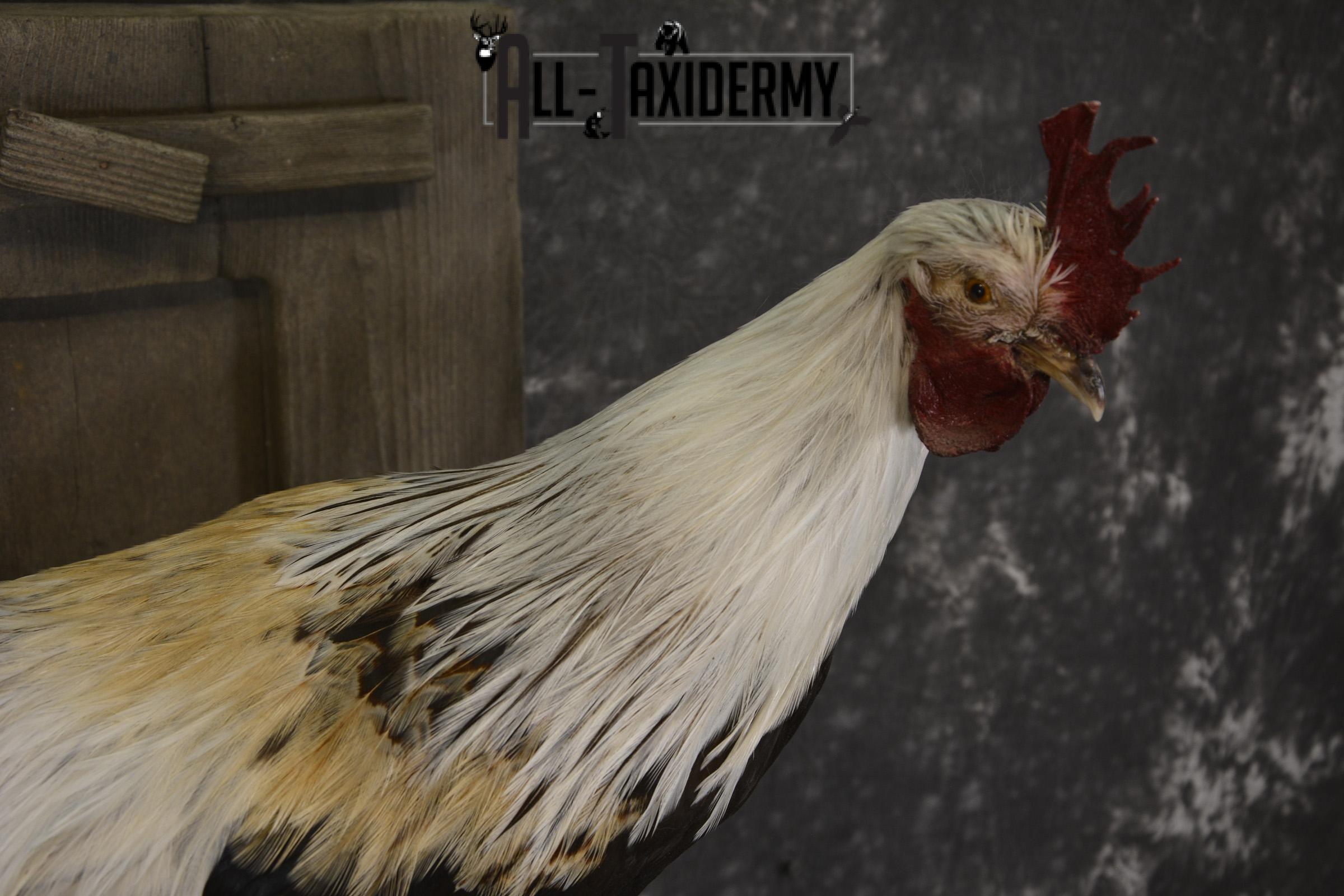Silver phoenix rooster taxidermy mount for sale * SKU 2076 - Image 3
