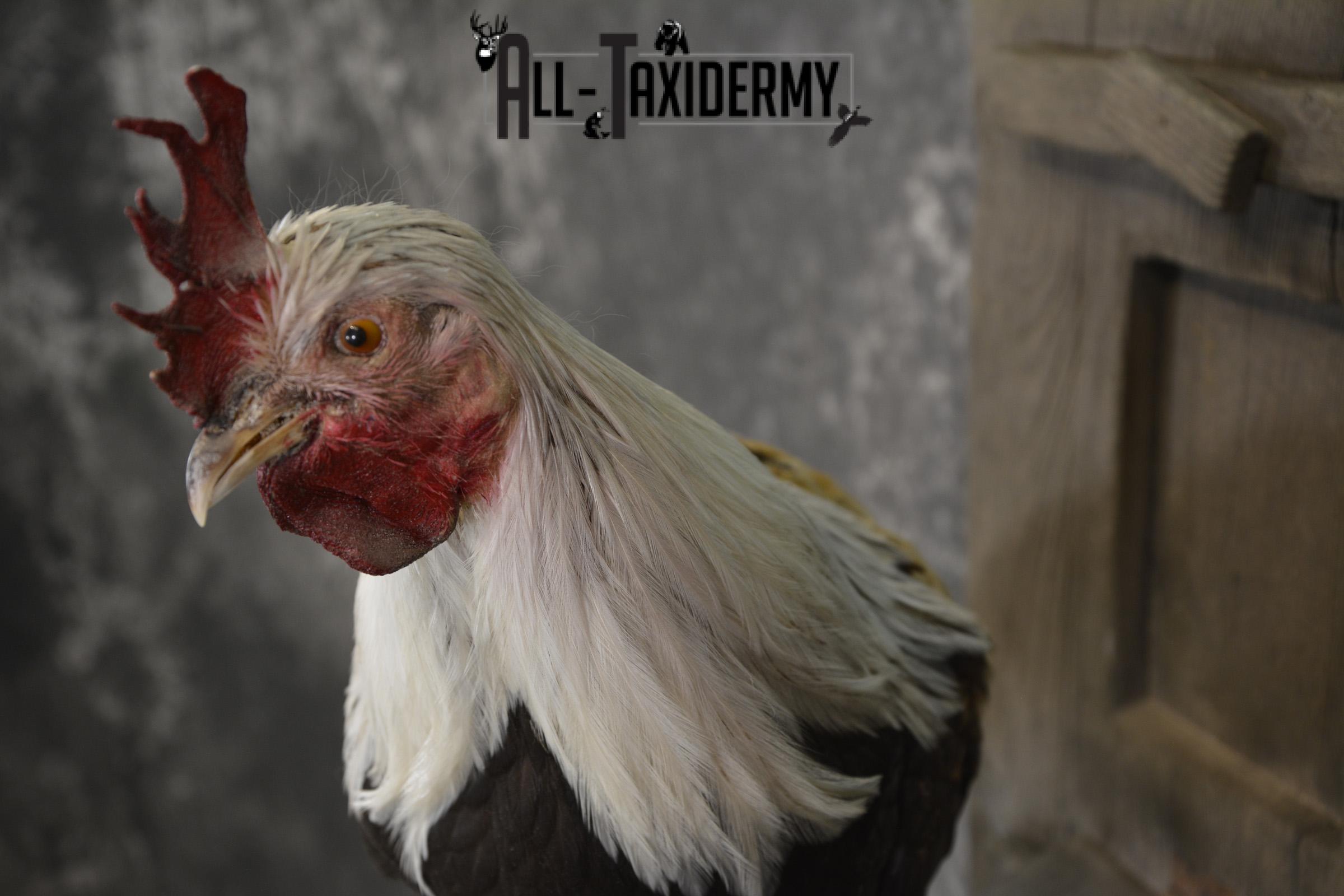 Silver phoenix rooster taxidermy mount for sale * SKU 2076 - Image 2