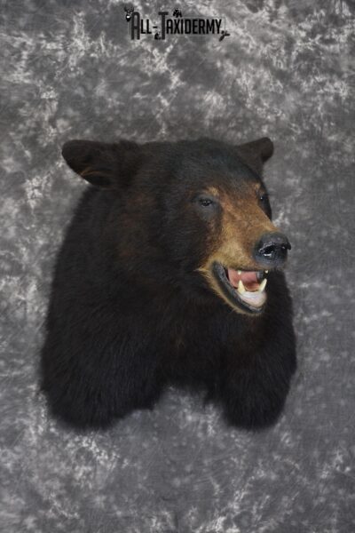 Black bear taxidermy shoulder mount for sale * SKU 2074
