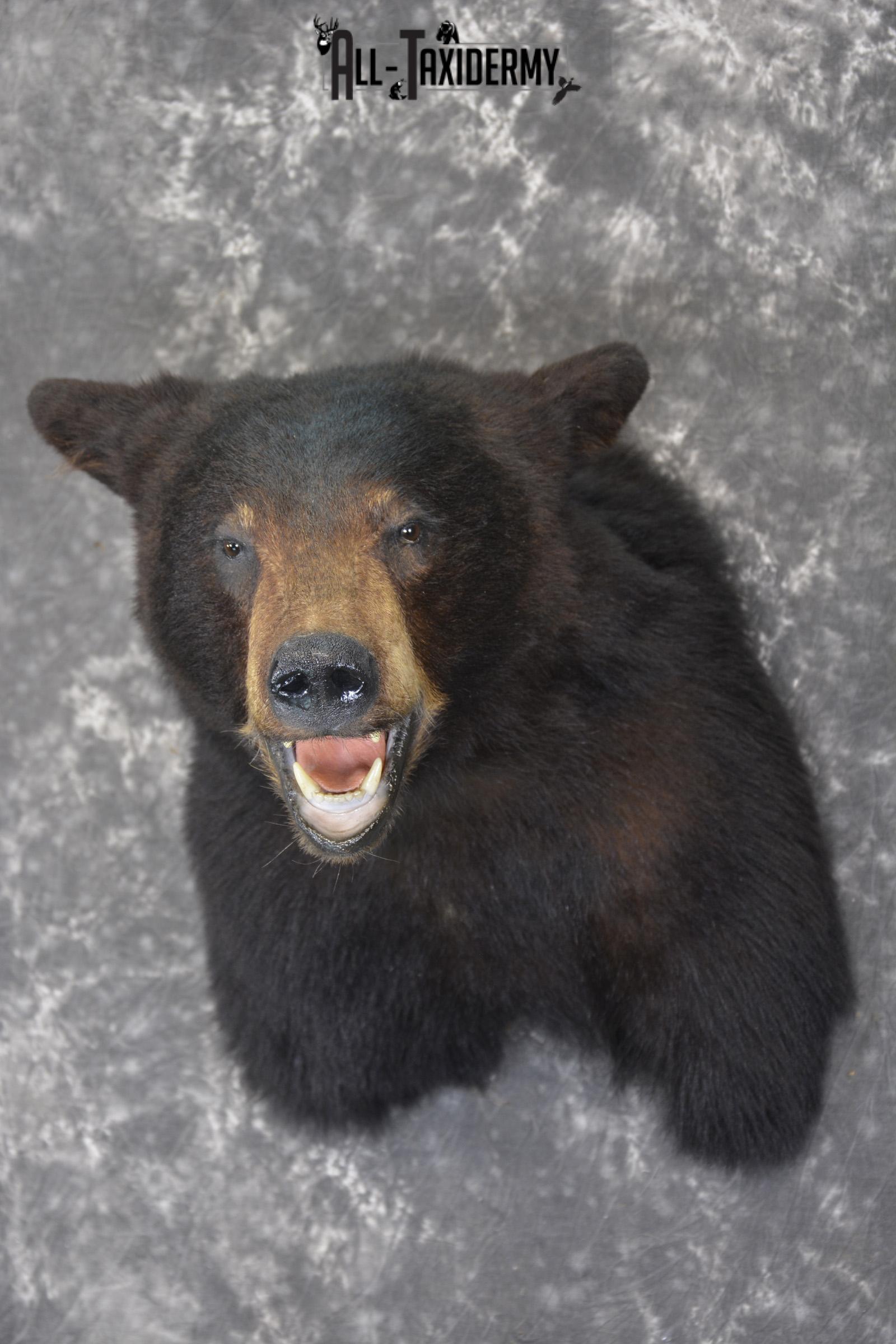 Black bear taxidermy shoulder mount for sale * SKU 2074 - Image 8
