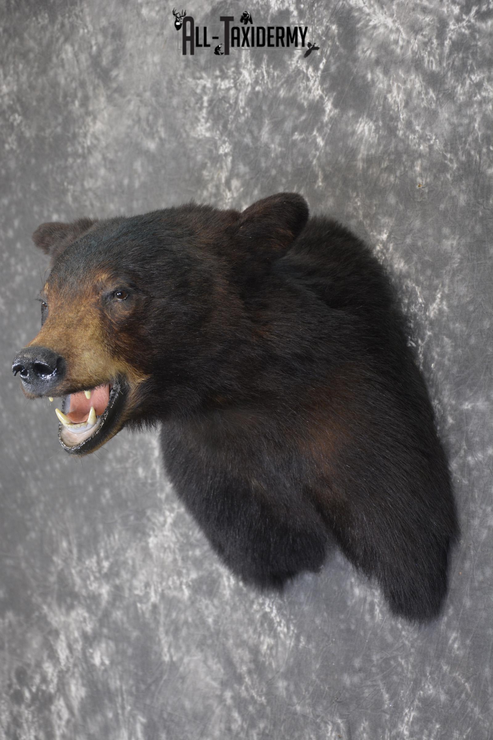 Black bear taxidermy shoulder mount for sale * SKU 2074 - Image 7