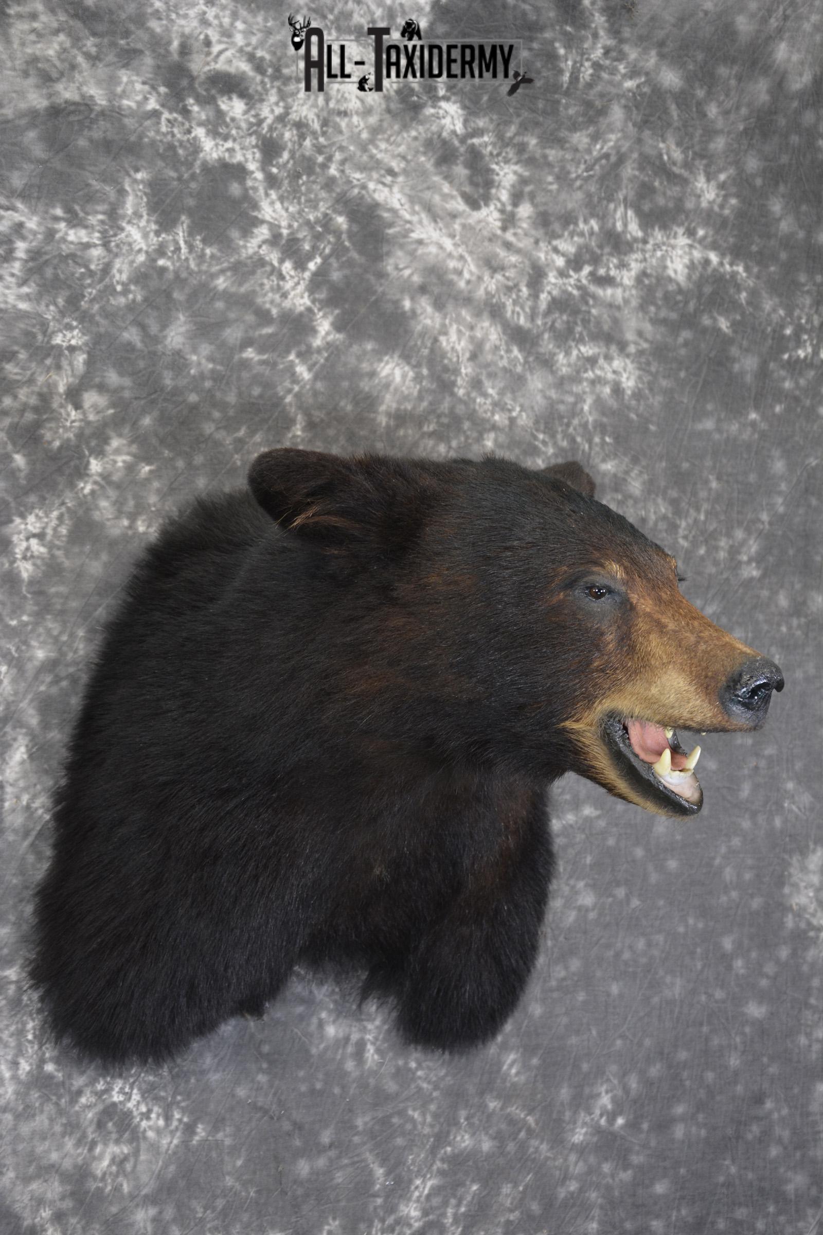 Black bear taxidermy shoulder mount for sale * SKU 2074 - Image 6